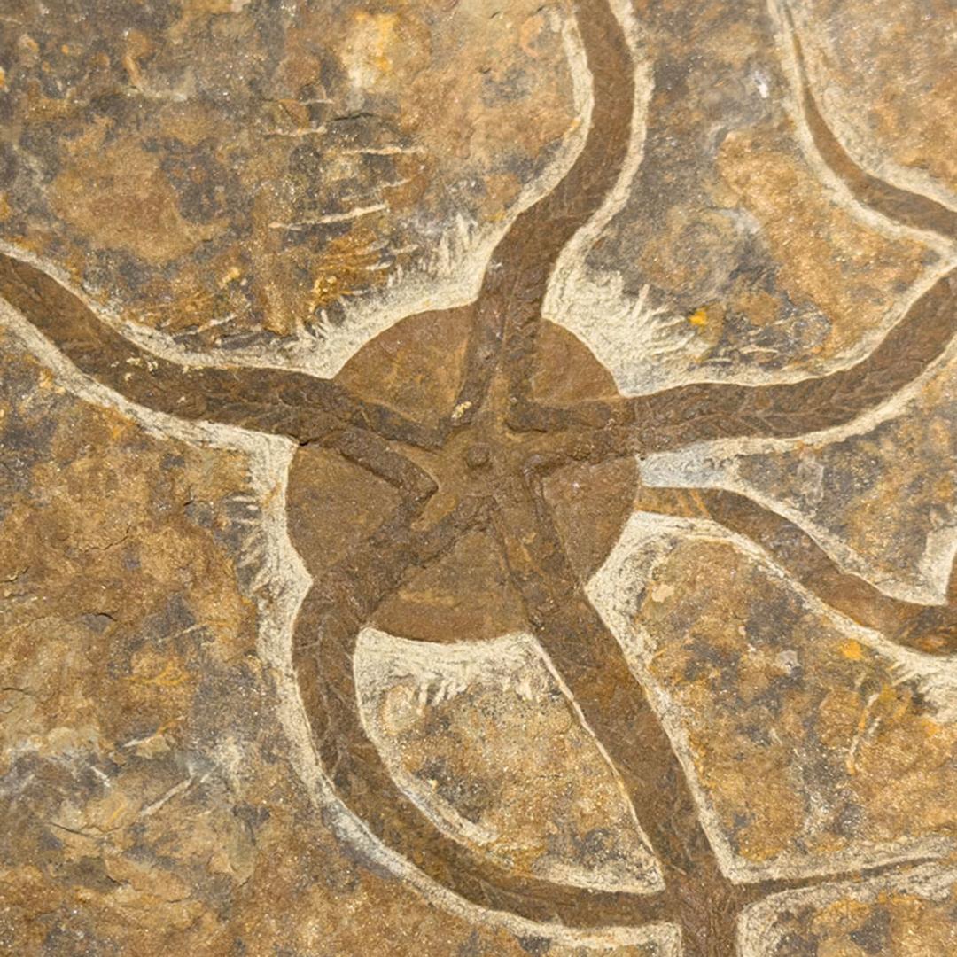 Brittle Star Fossil Plate For Sale 1