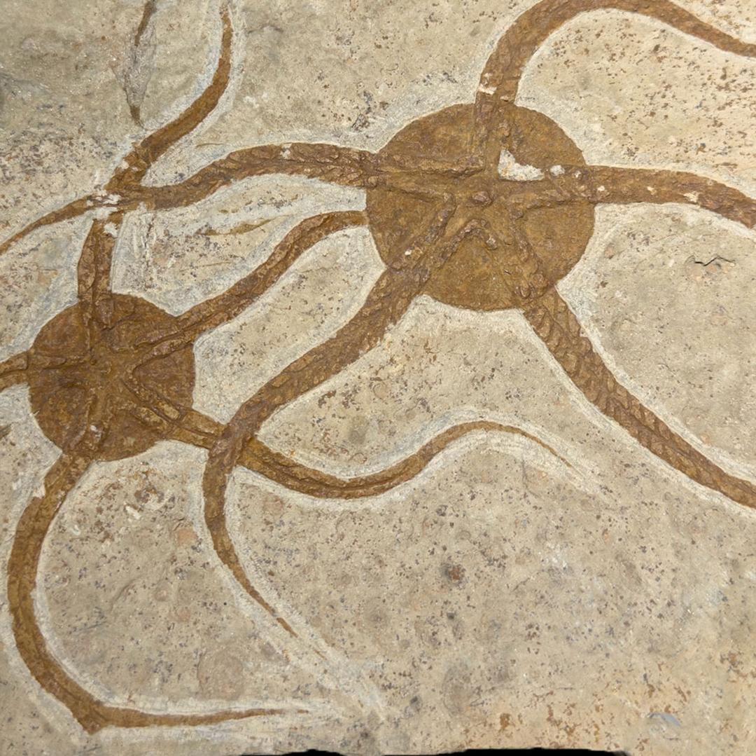 Brittle Star Fossil Plate For Sale 1
