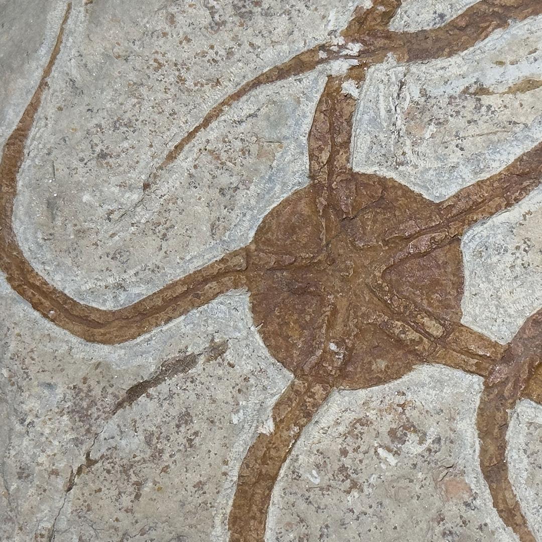 Brittle Star Fossil Plate For Sale 2