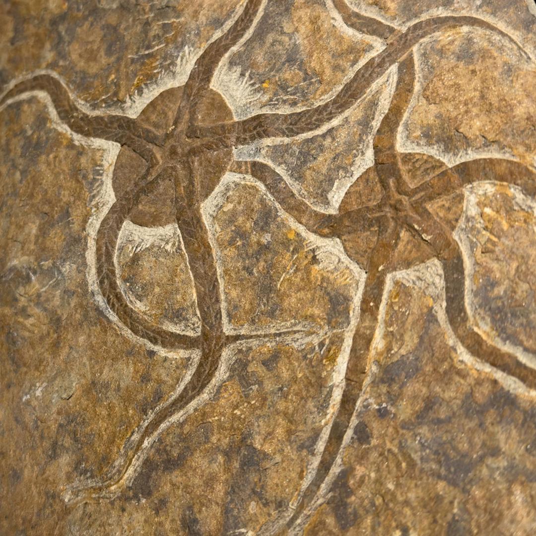 Brittle Star Fossil Plate For Sale 3