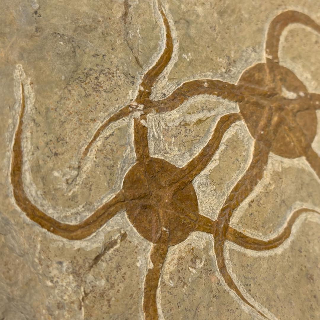 Brittle Star Fossil Plate For Sale 3