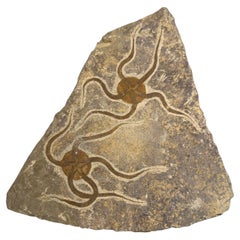 Antique Brittle Star Fossil Plate