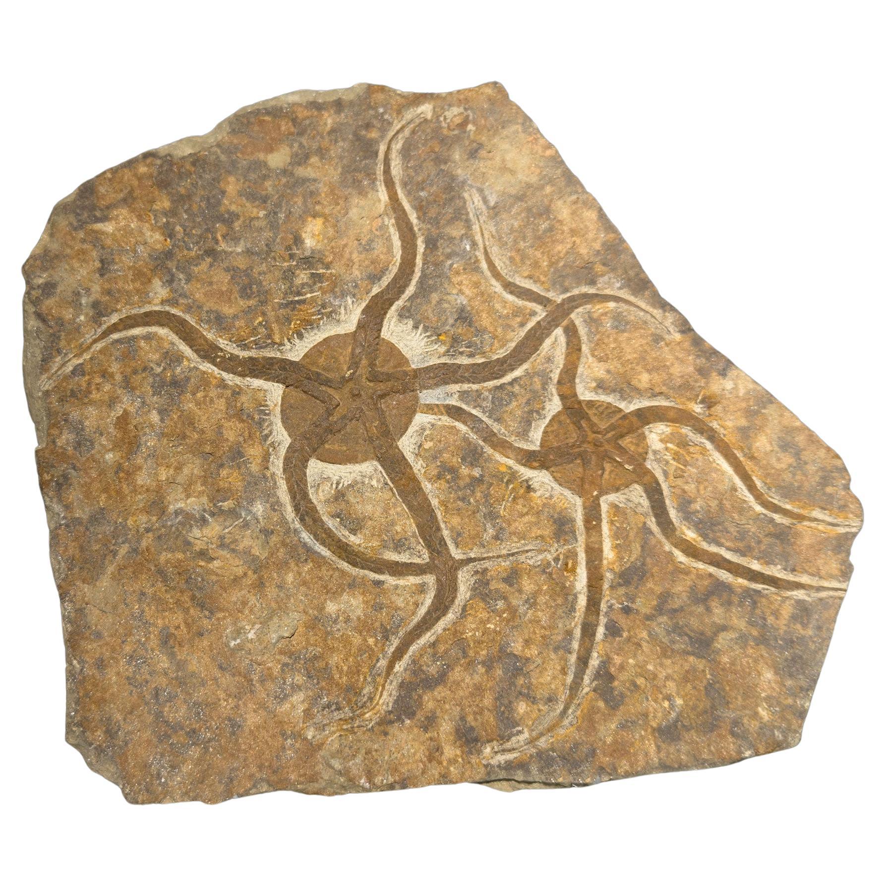 Brittle Star Fossil Plate