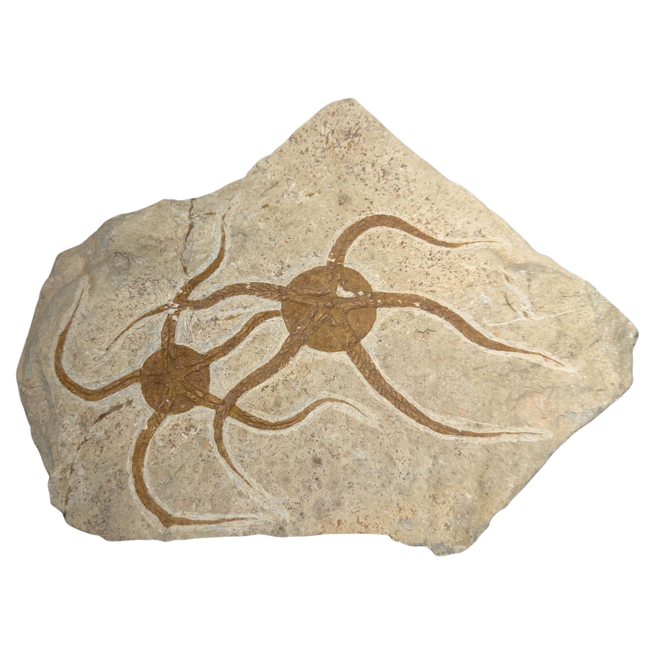 Brittle Star Fossil Plate