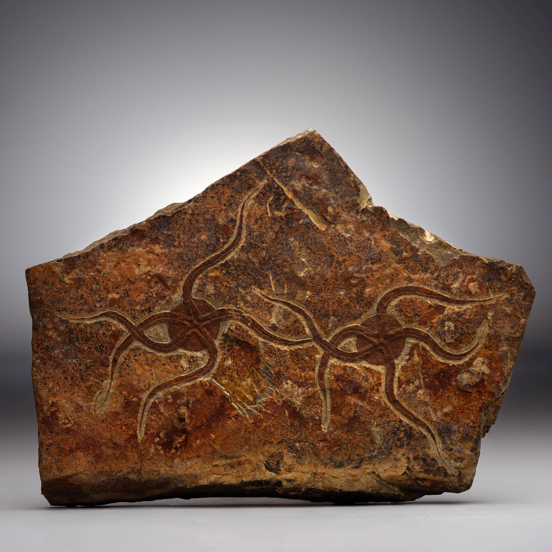 This remarkable Ordovician starfish fossil plate from Morocco showcases two exceptionally well-preserved brittle starfish (Ophiuroidea), ancient marine invertebrates renowned for their graceful symmetry and remarkable ability to regenerate lost