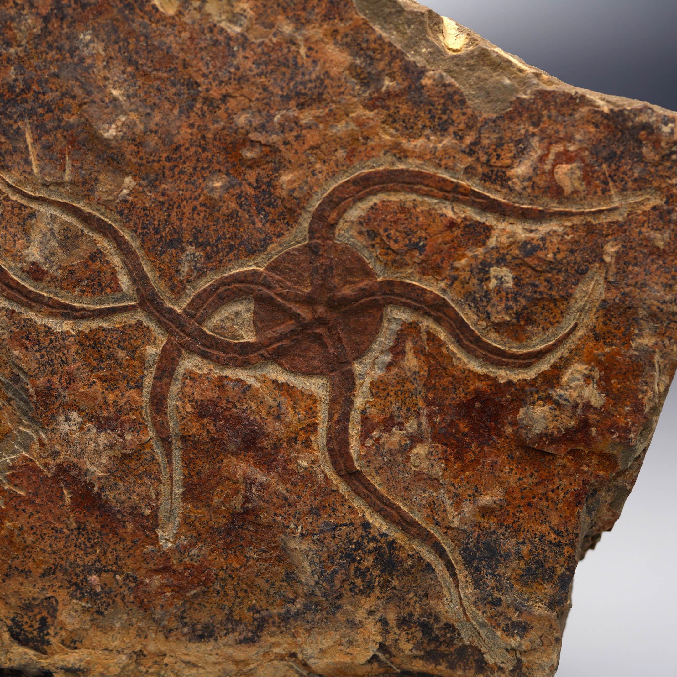 Moroccan Brittle Starfish Fossil Plate For Sale