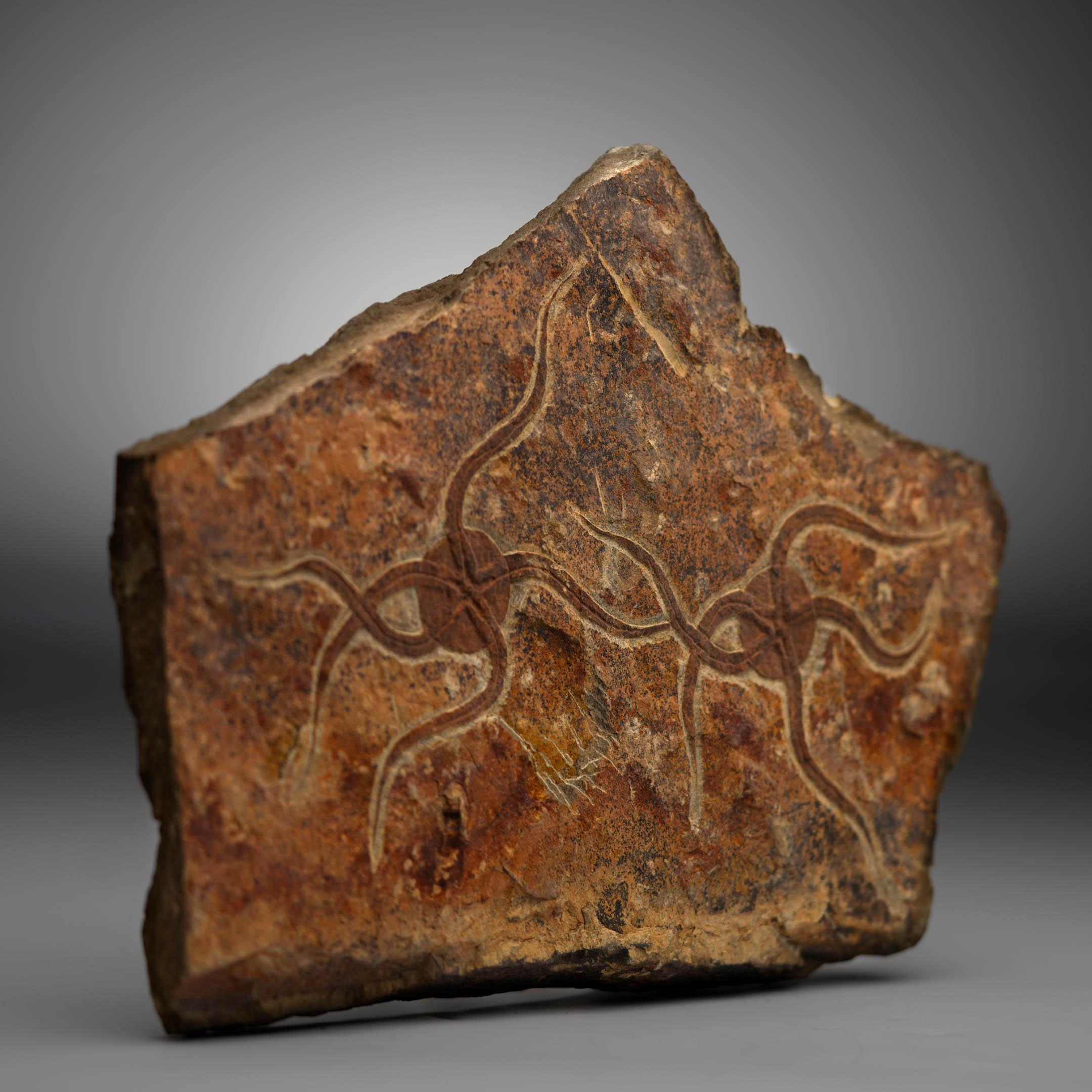 Brittle Starfish Fossil Plate In Excellent Condition For Sale In New York, NY