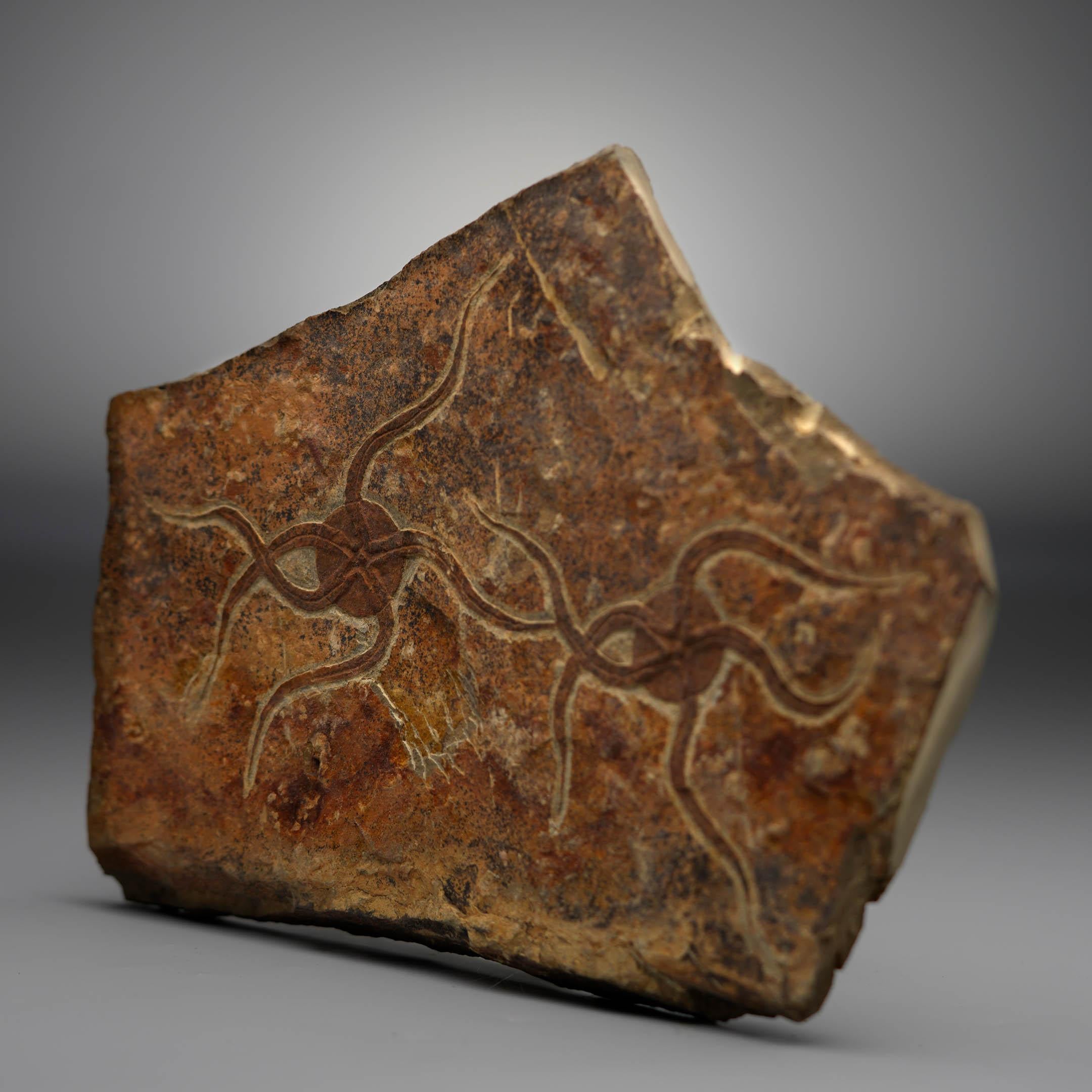 18th Century and Earlier Brittle Starfish Fossil Plate For Sale