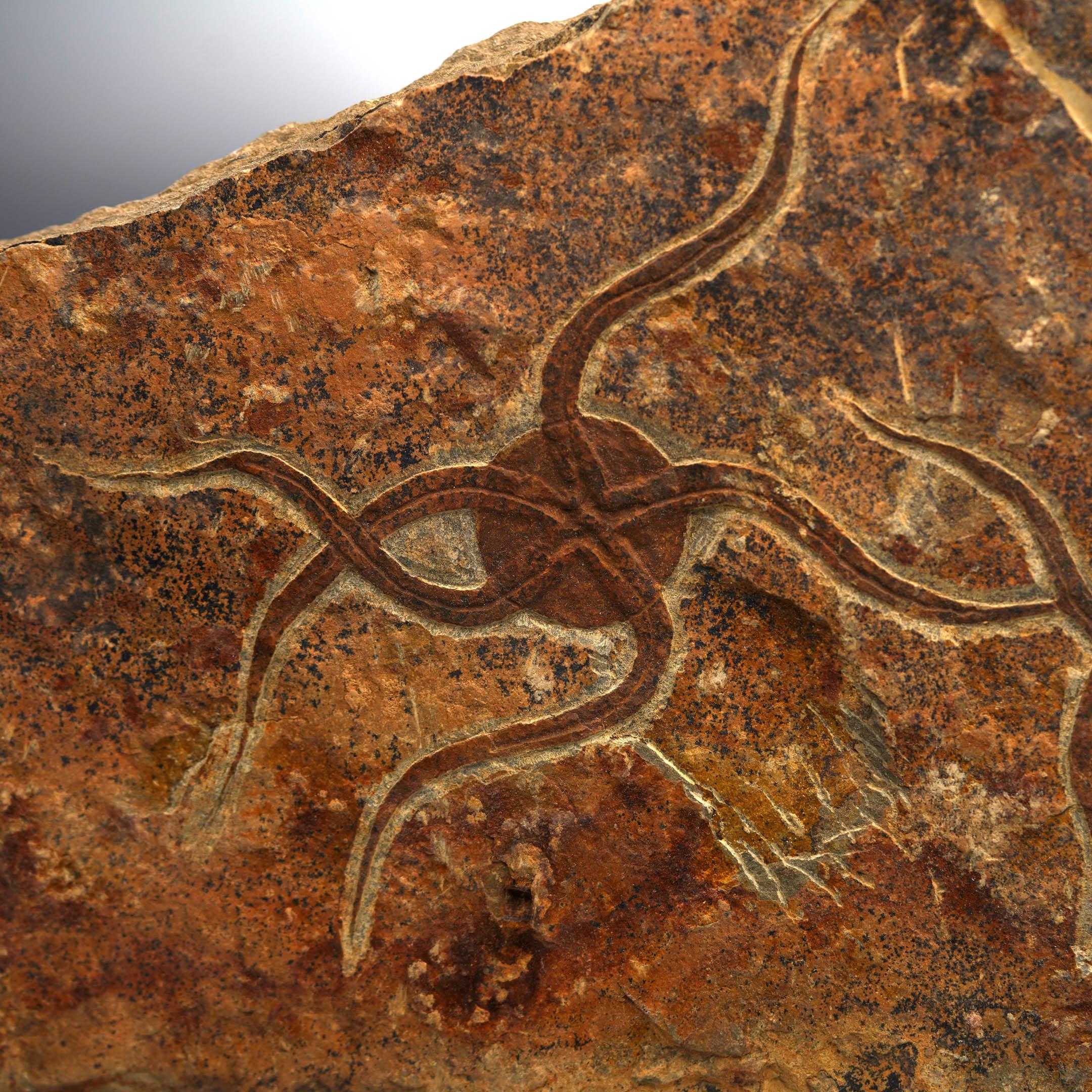 Other Brittle Starfish Fossil Plate For Sale