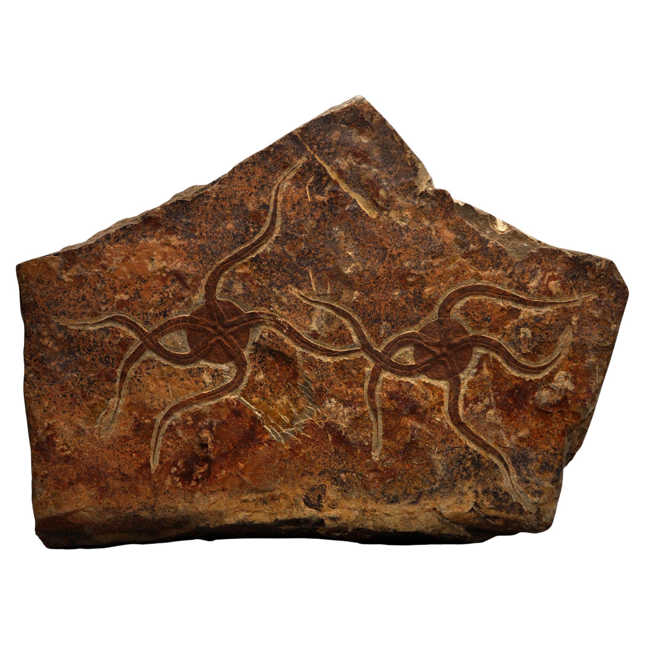 Brittle Starfish Fossil Plate For Sale