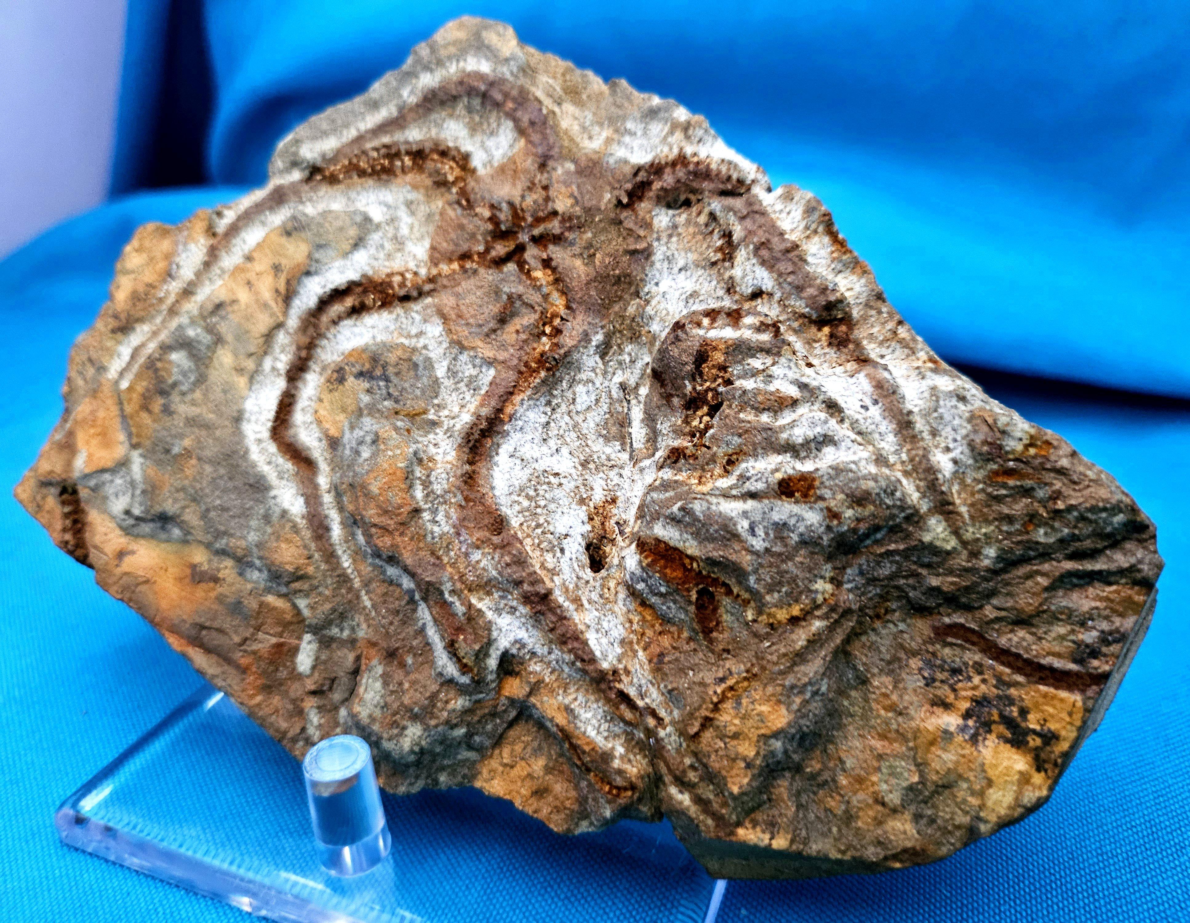 Espécimen fósil de BrittleStar, 443 a 485 millones de años, Período Ordovícico en venta 2