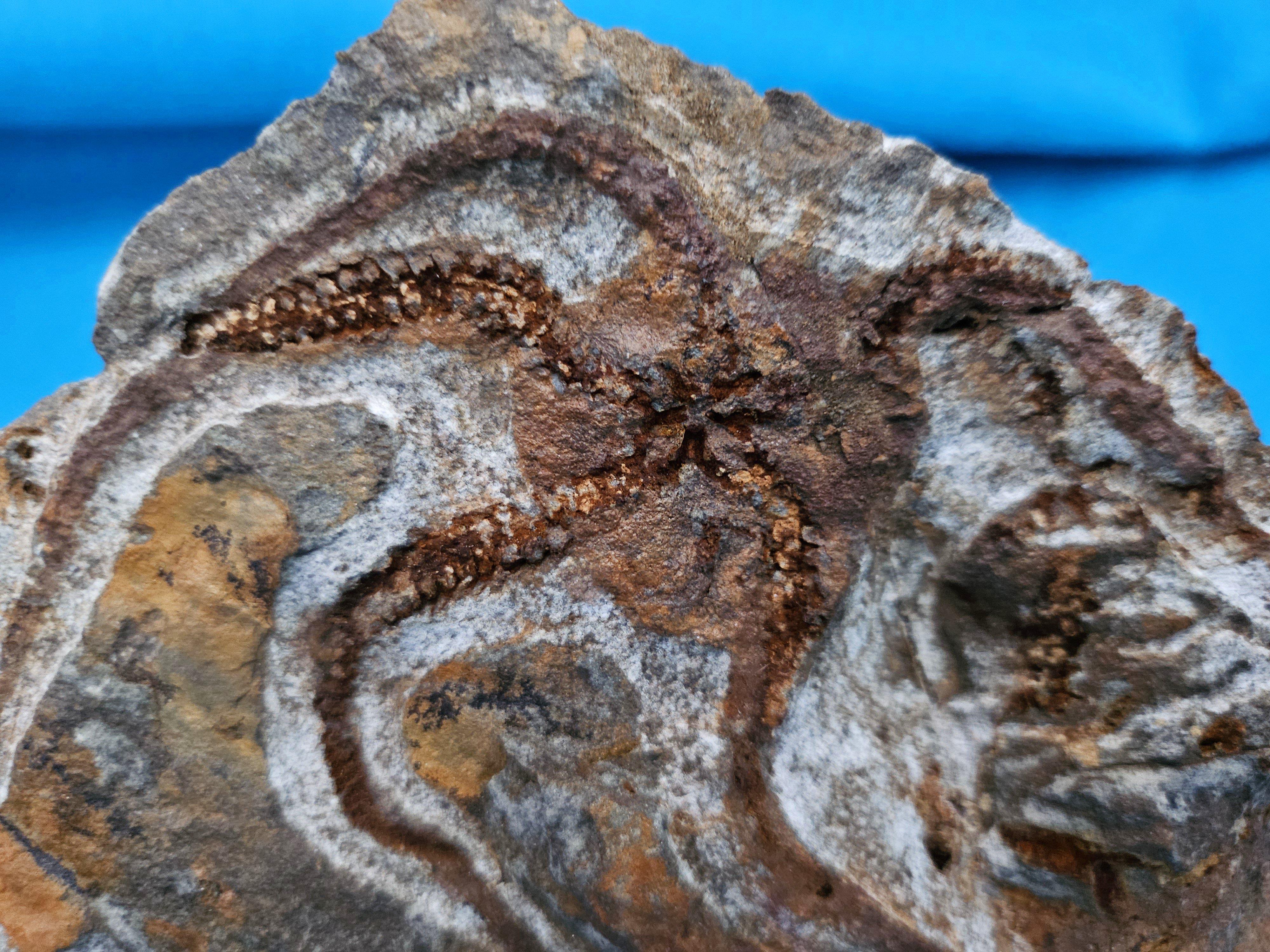 Espécimen fósil de BrittleStar, 443 a 485 millones de años, Período Ordovícico en venta 3