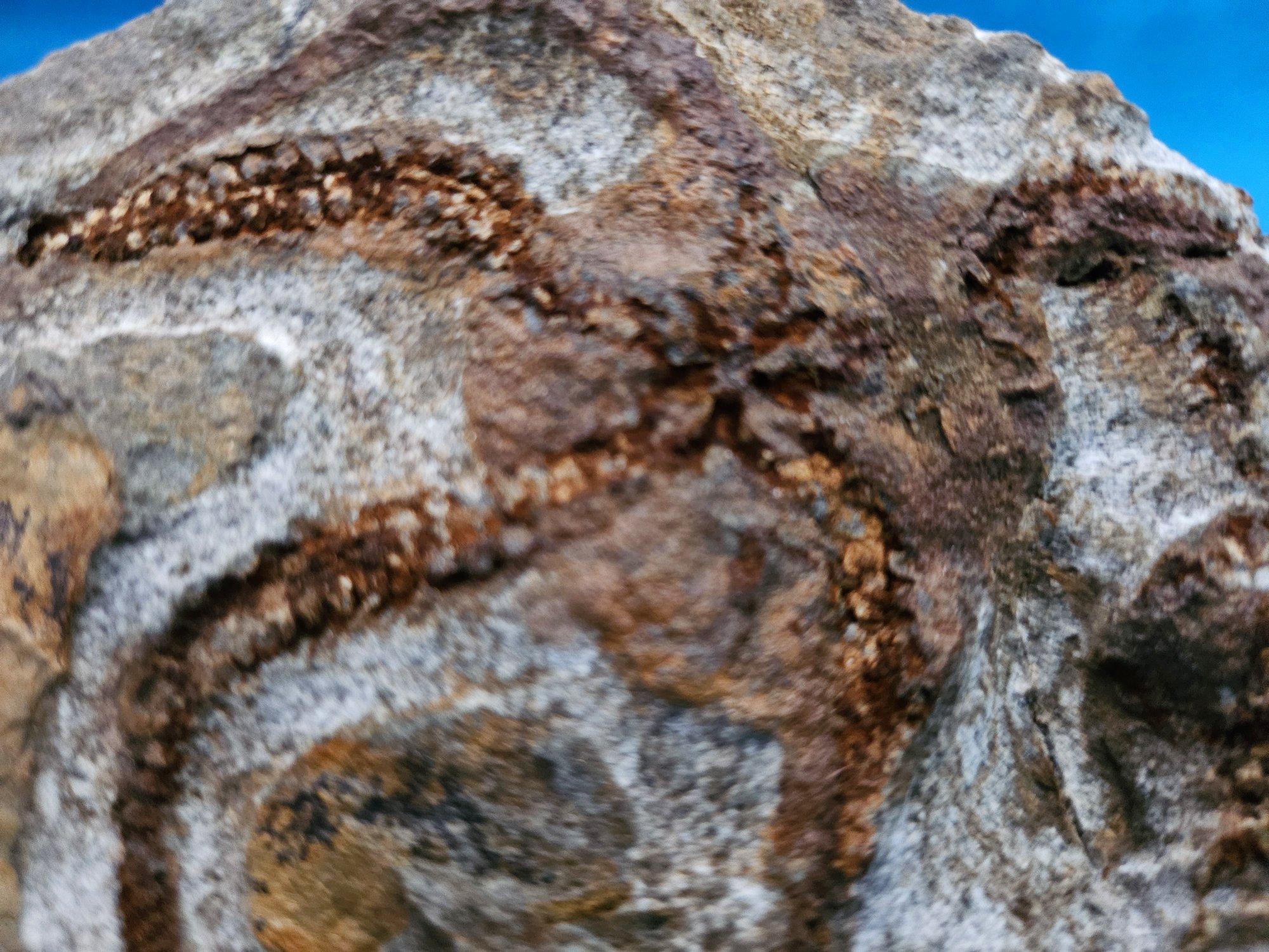 Espécimen fósil de BrittleStar, 443 a 485 millones de años, Período Ordovícico en venta 4