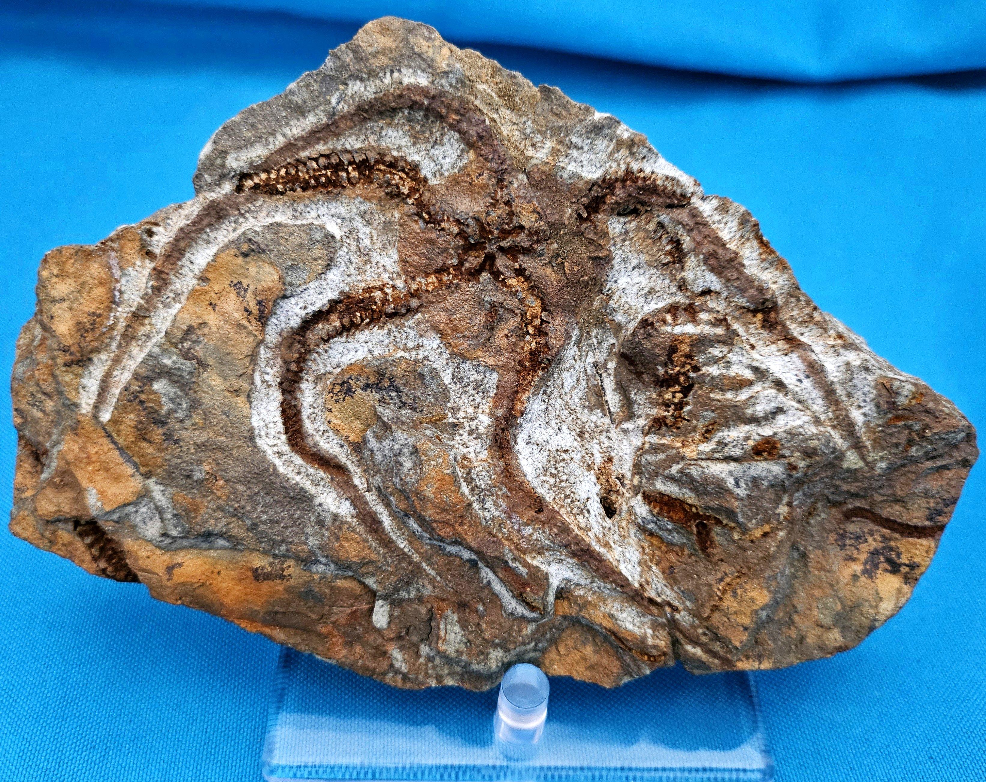 Espécimen fósil de BrittleStar, 443 a 485 millones de años, Período Ordovícico en venta 6