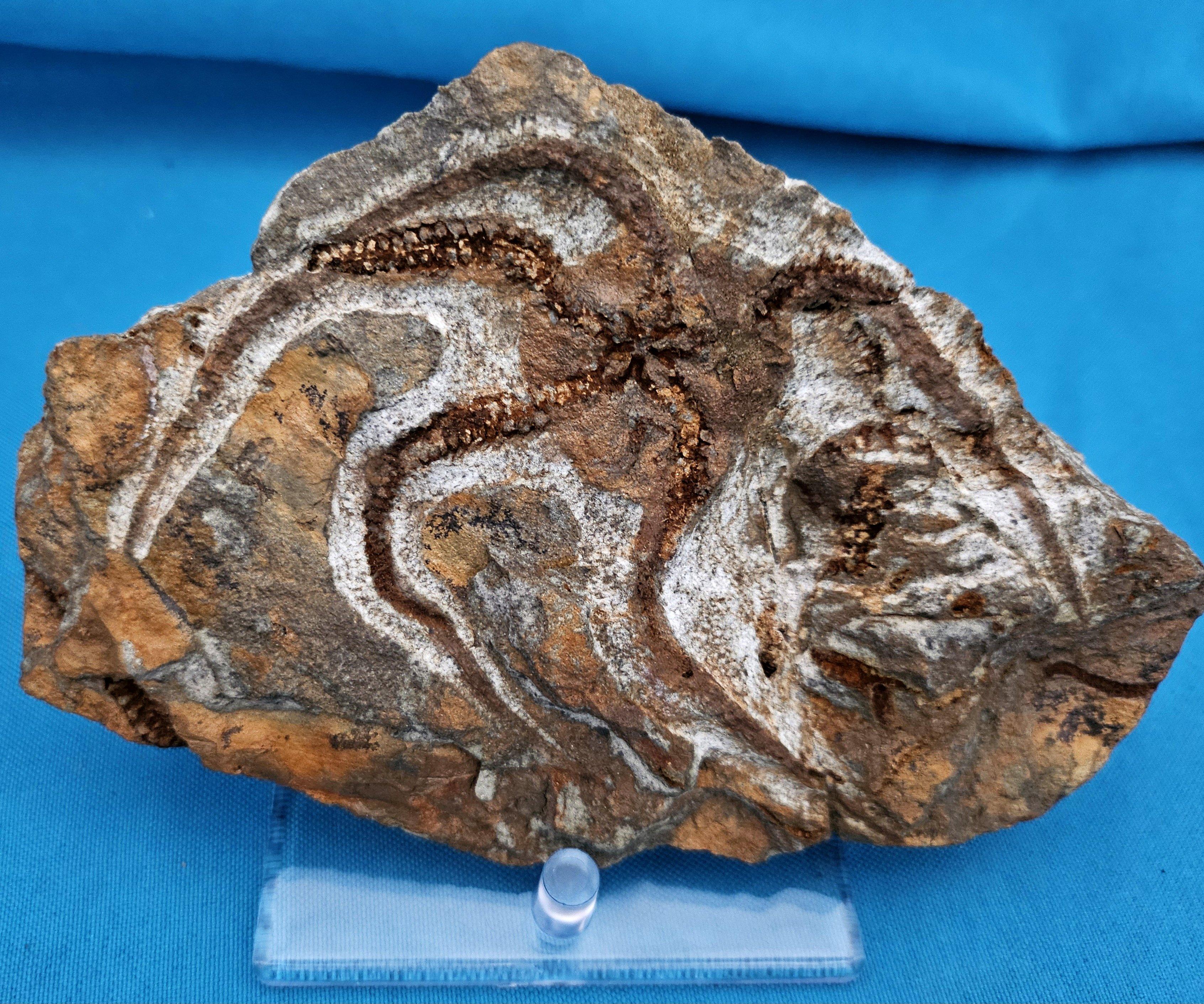Espécimen fósil de BrittleStar, 443 a 485 millones de años, Período Ordovícico
Se trata de un impresionante espécimen fósil de estrella de mar que quedará muy bien expuesto. La estrella británica es claramente visible y los colores de la matriz que