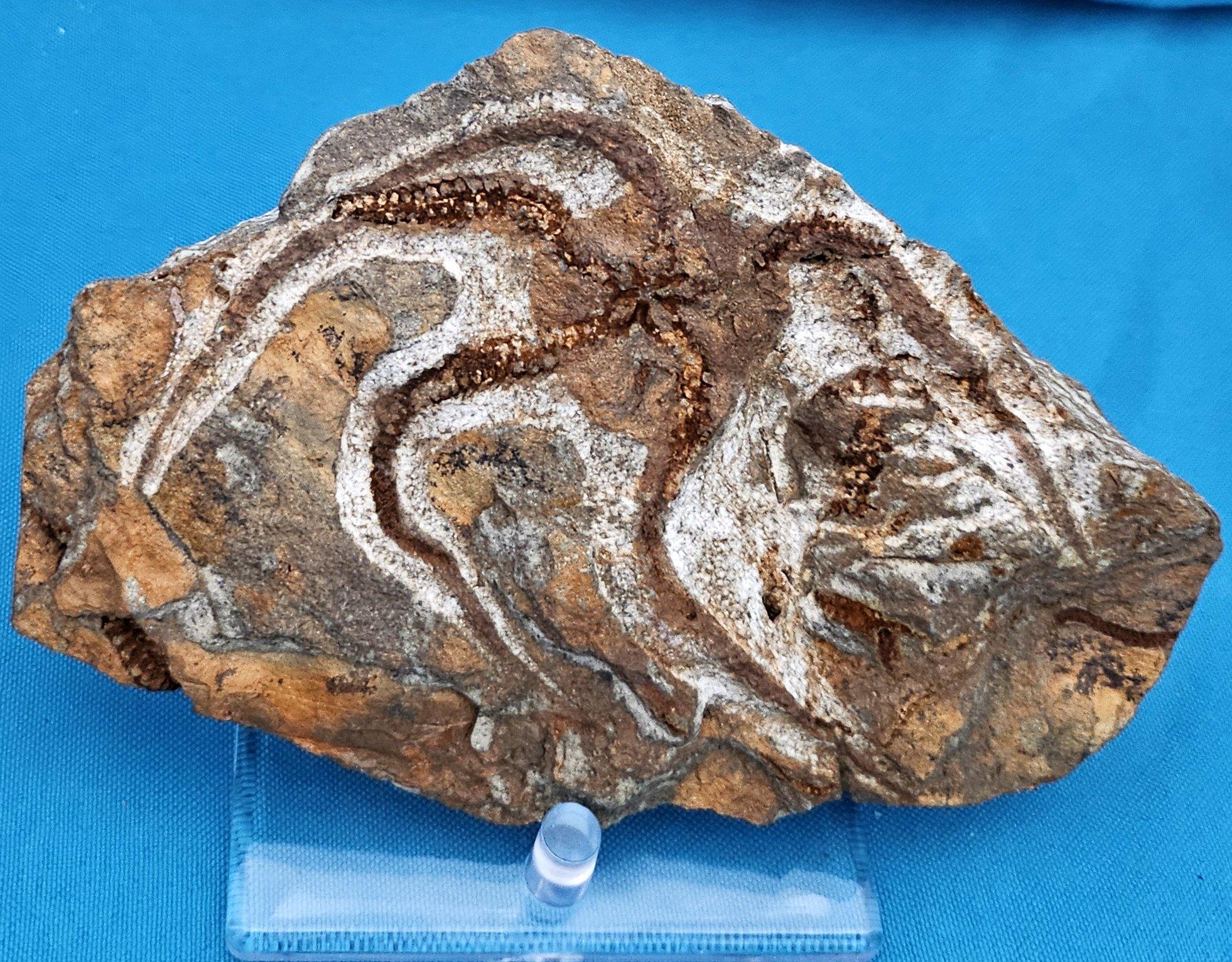 Espécimen fósil de BrittleStar, 443 a 485 millones de años, Período Ordovícico Moderno orgánico en venta