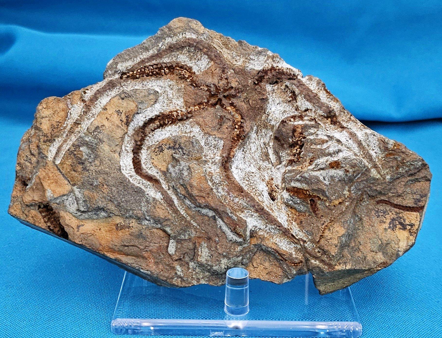 Espécimen fósil de BrittleStar, 443 a 485 millones de años, Período Ordovícico Otro en venta