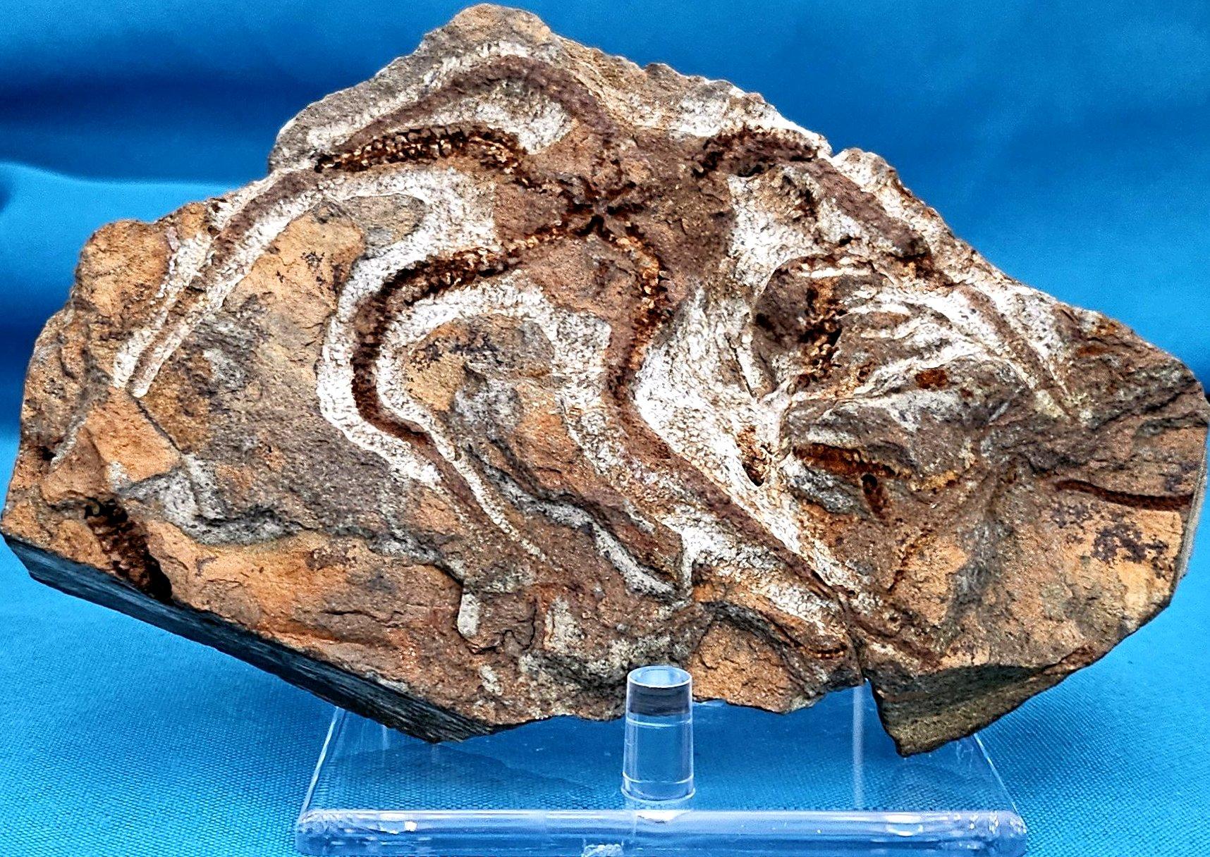 Espécimen fósil de BrittleStar, 443 a 485 millones de años, Período Ordovícico en Bueno estado para la venta en Warrenton, OR