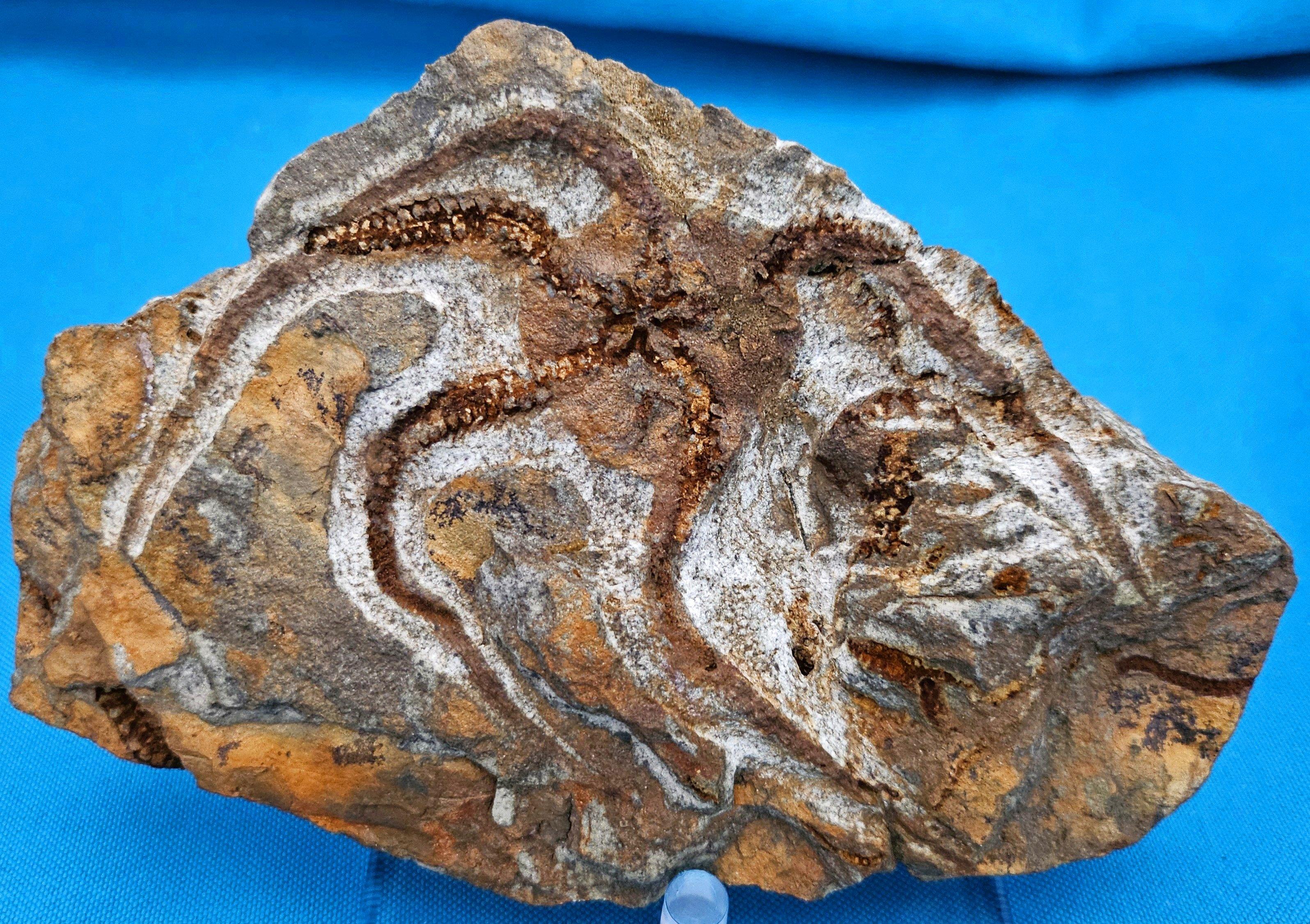 Espécimen fósil de BrittleStar, 443 a 485 millones de años, Período Ordovícico siglo XVIII y antes en venta