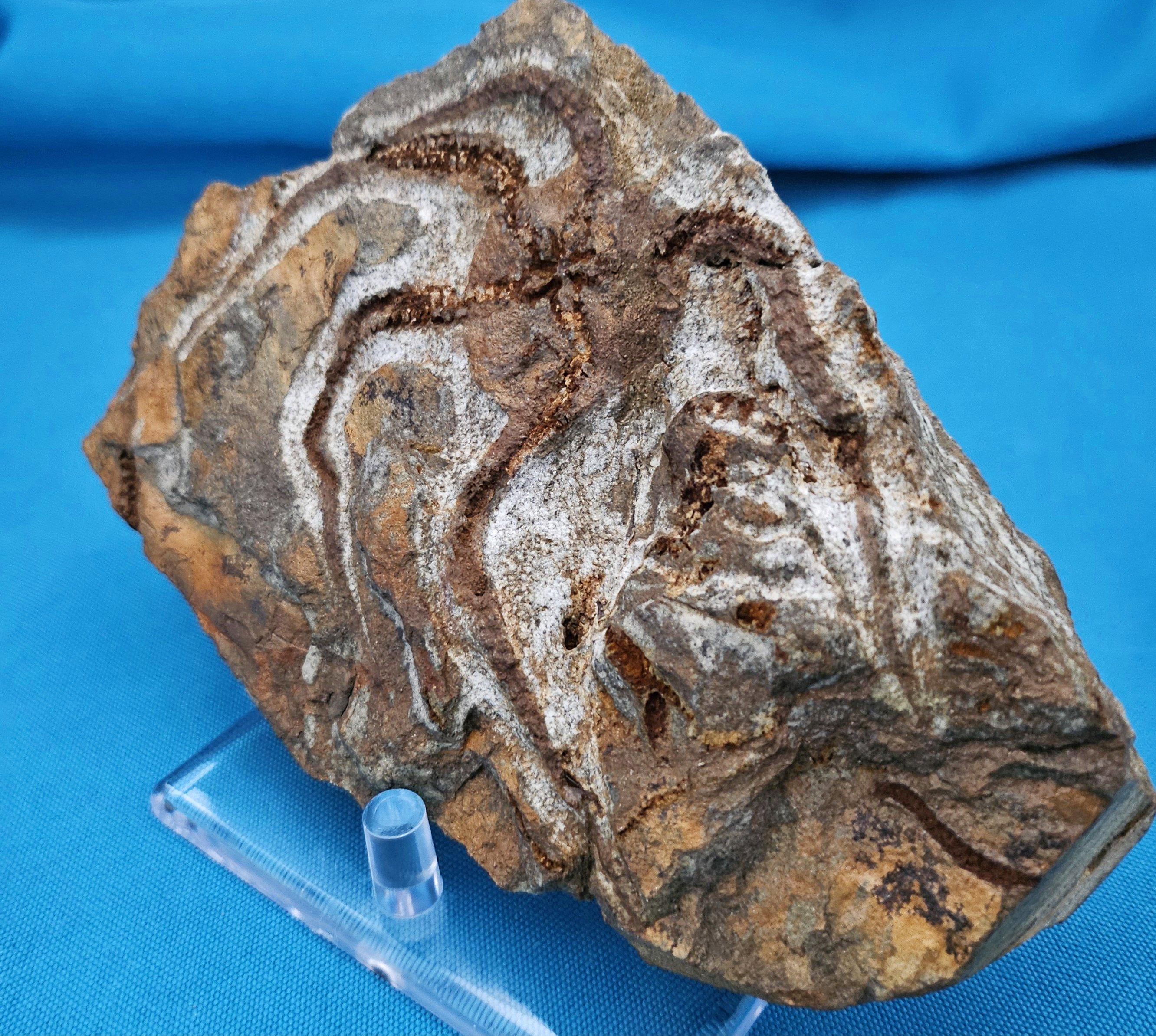 Espécimen fósil de BrittleStar, 443 a 485 millones de años, Período Ordovícico Caparazón en venta