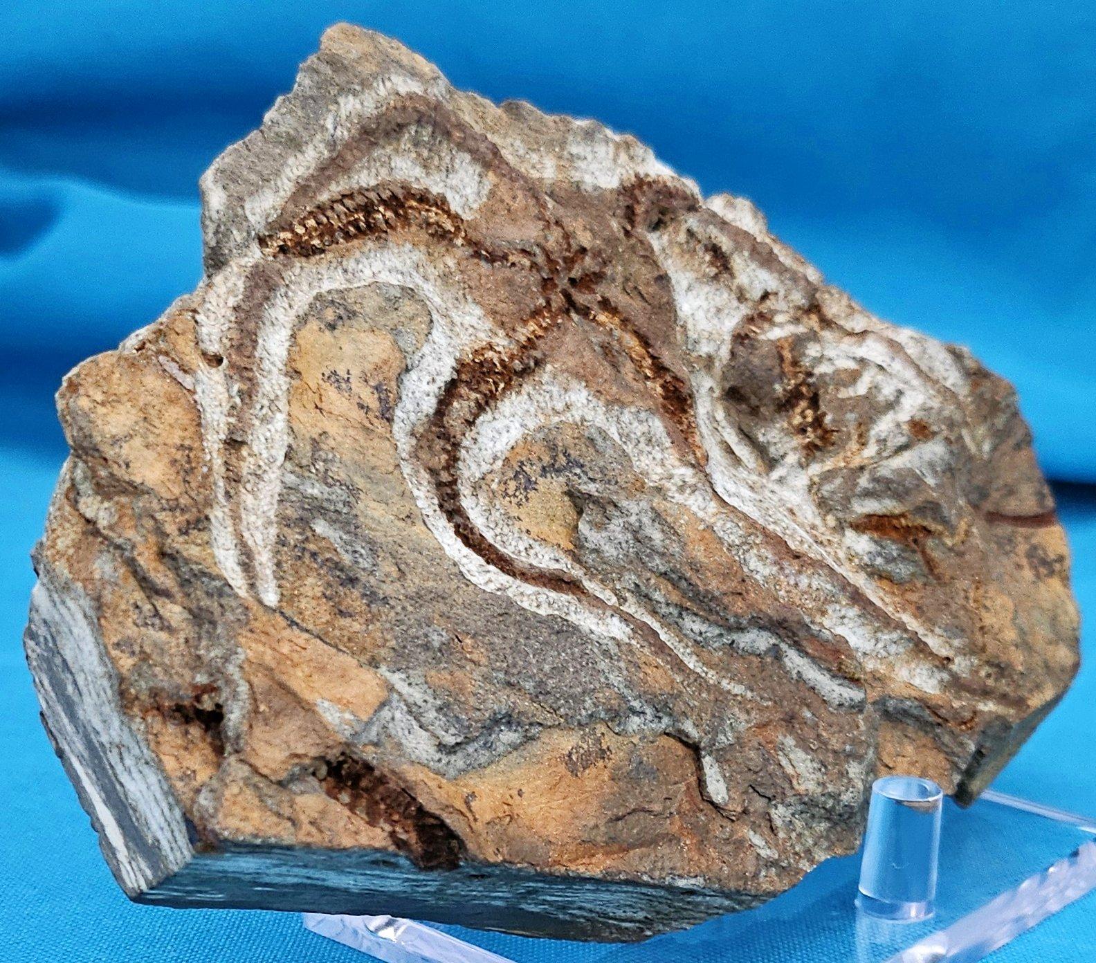 Espécimen fósil de BrittleStar, 443 a 485 millones de años, Período Ordovícico en venta 1