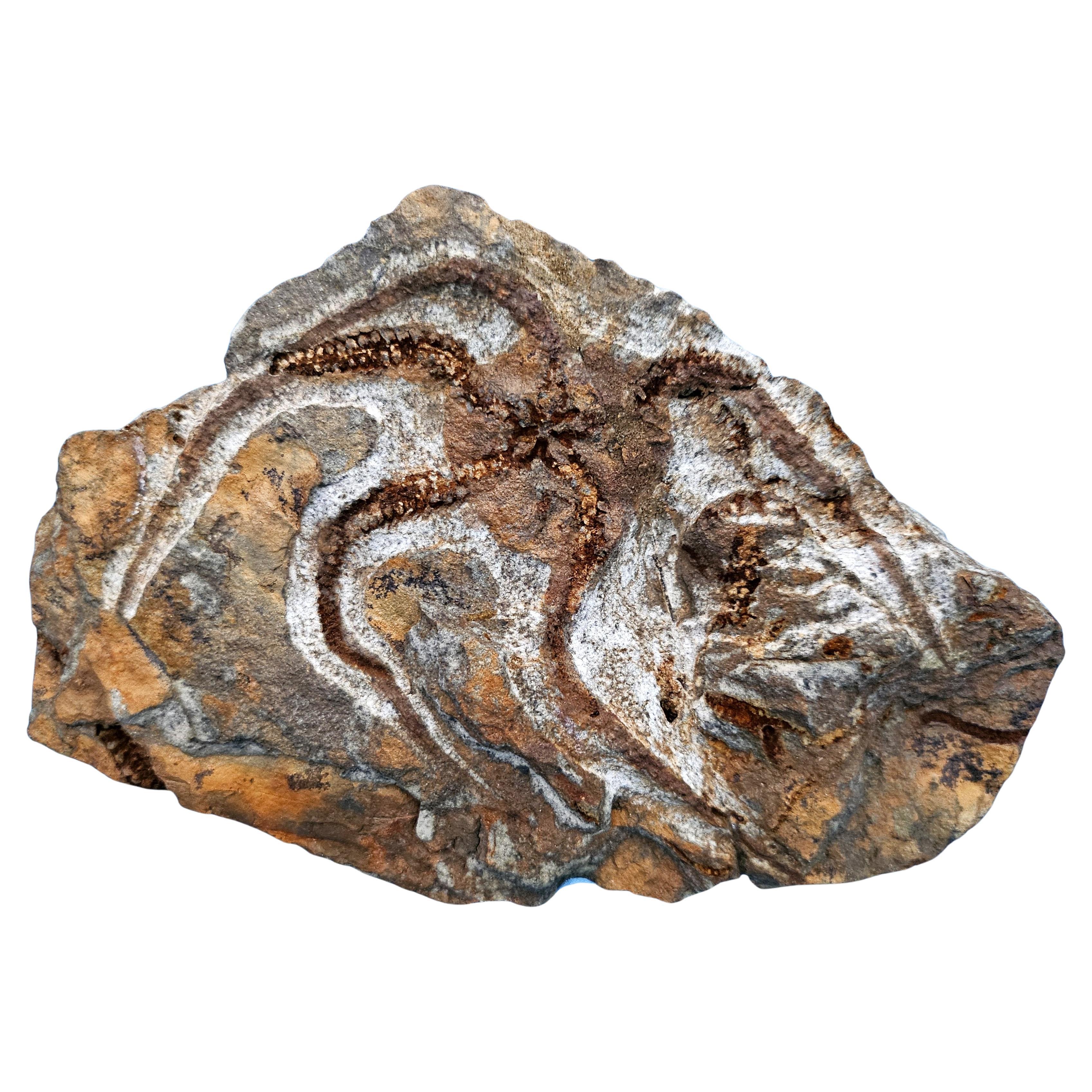 Espécimen fósil de BrittleStar, 443 a 485 millones de años, Período Ordovícico en venta