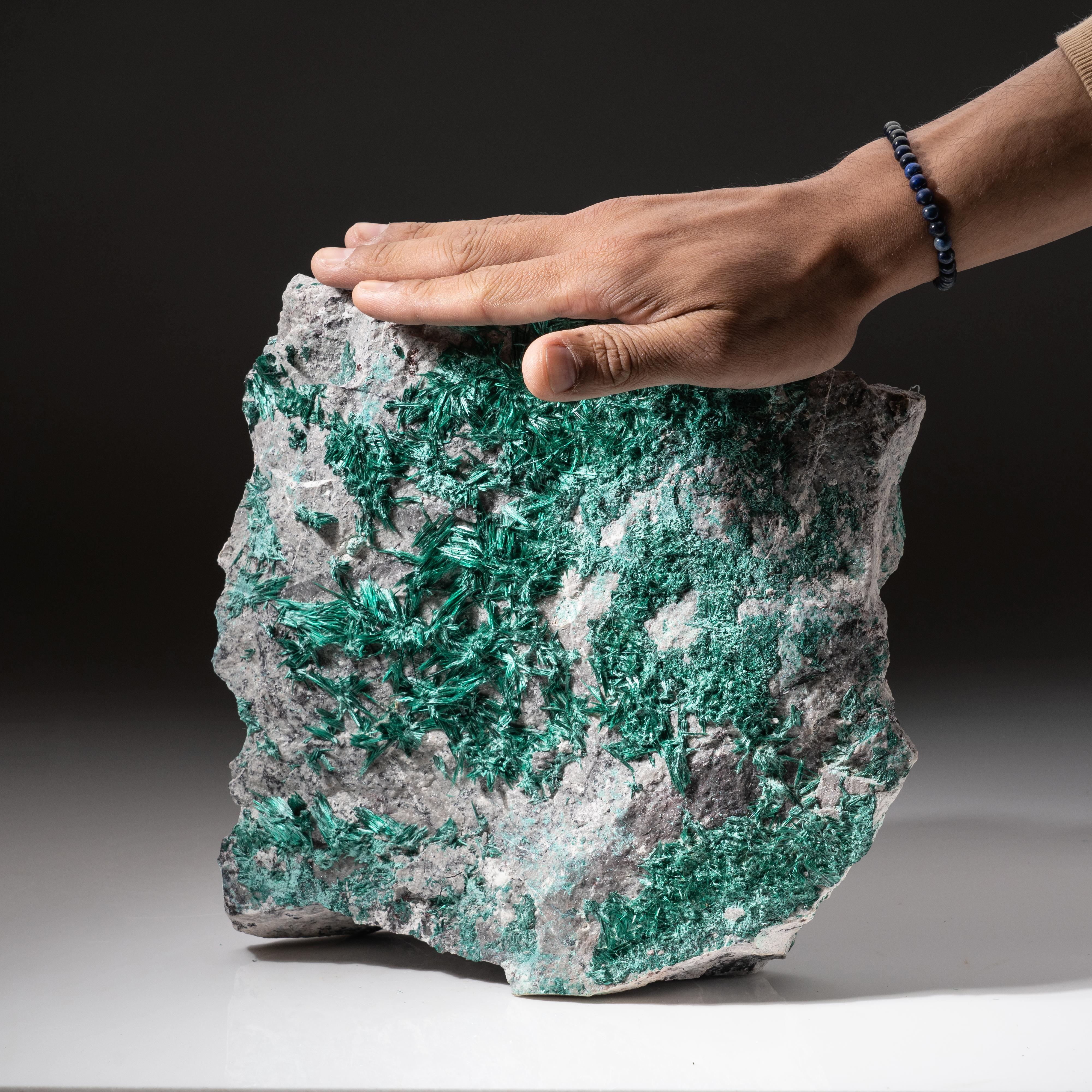 Mine Milpillas, Cuitaca, Sonora, Mexique

Grand spécimen de cabinet de cristaux aciculaires vert vif de brochantite bordant un côté d'une matrice grise. Les cristaux de brochantite sont de couleur vert émeraude avec des cristaux en aiguilles minces