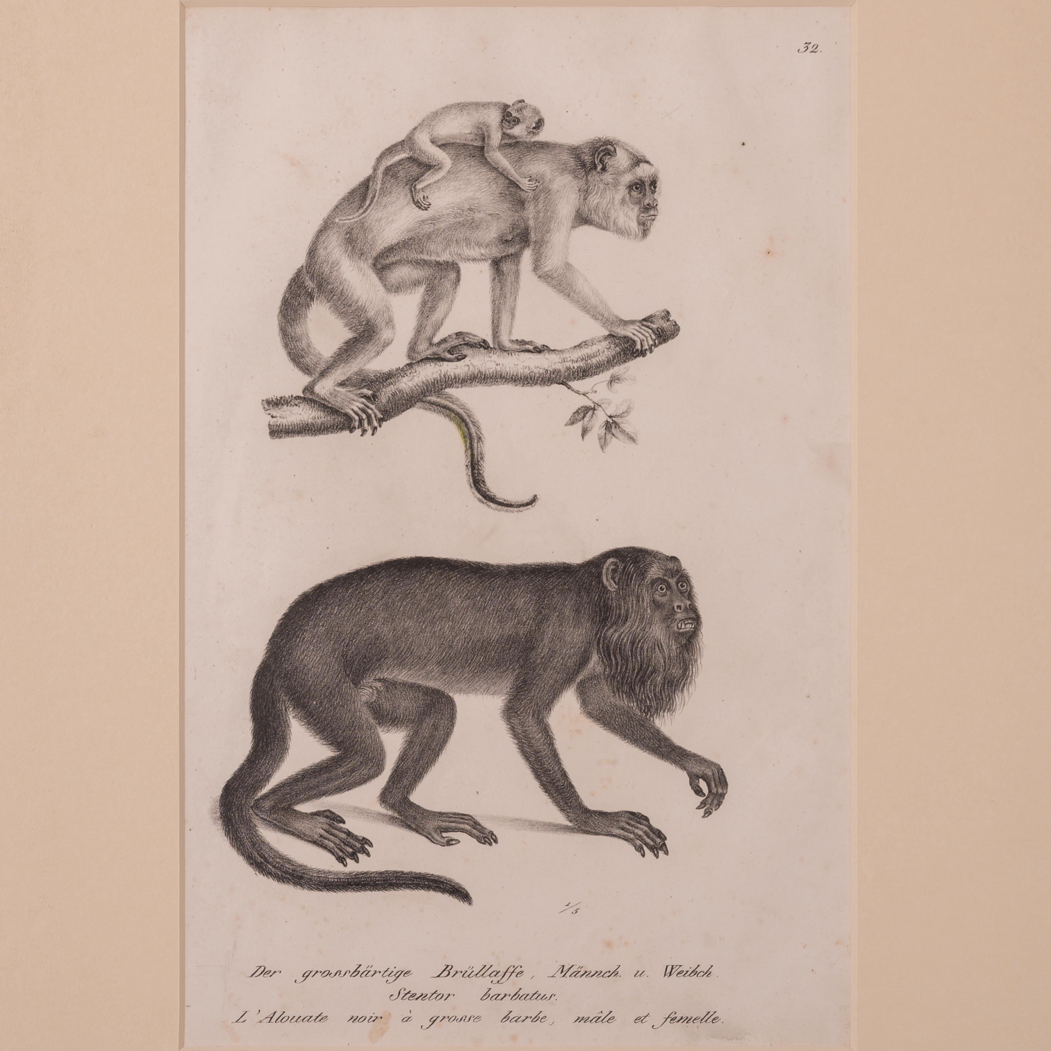 Karl Joseph Brodtmann
(Schweizer, 1787-1862)



Schwarzer Brüllaffe, Alouatta caraya (Stentor barbatus), Männchen und Weibchen. 
Lithographie aus Heinrich Rudolf Schinz' Illustrierte Naturgeschichte der Thiere, Zürich, 1827.

Sicht: 7 ½ mal 11 ¾