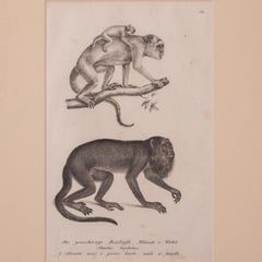 Brodtmann Howler Monkey Lithograph, 1827