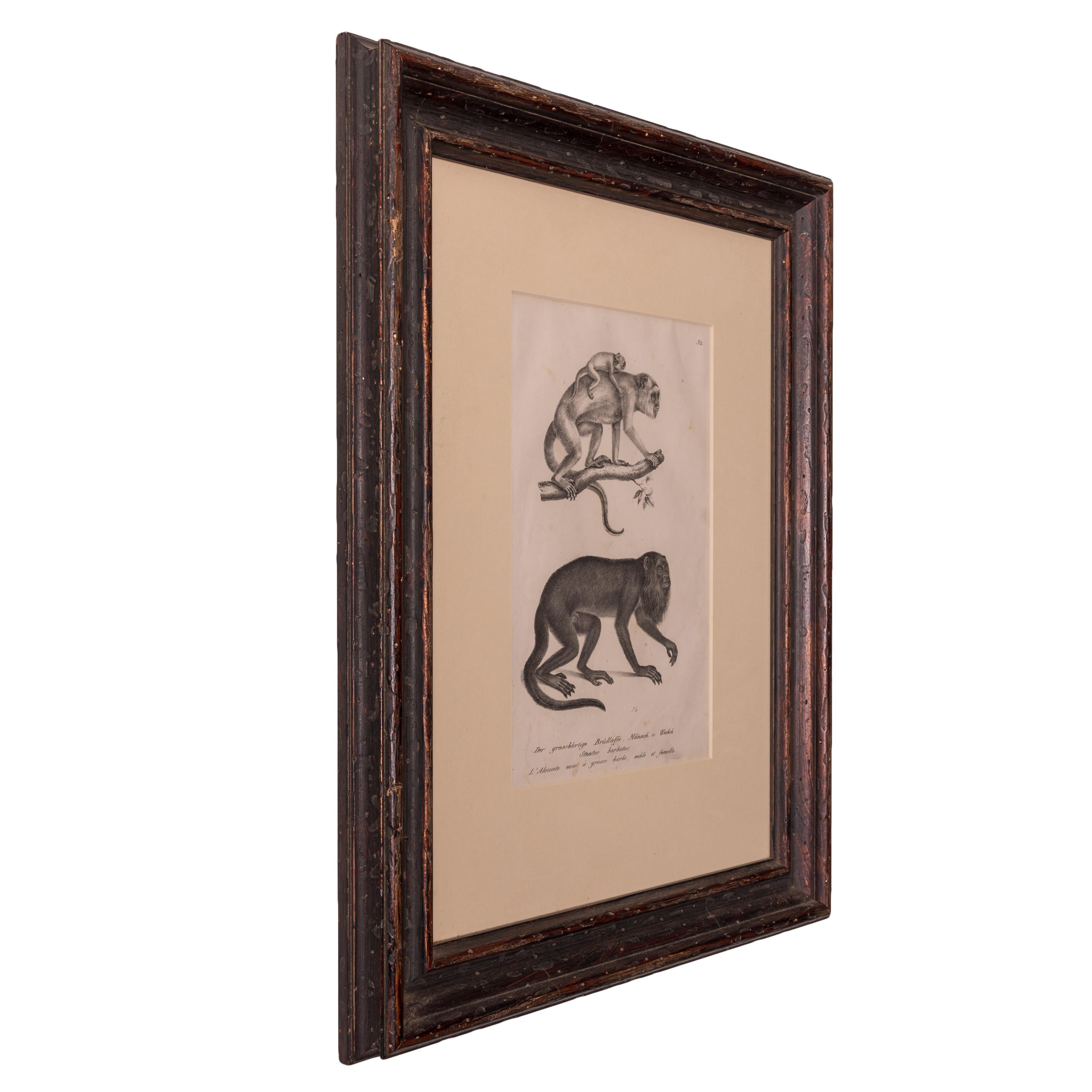 Brodtmann Howler Affenlithographie mit Affenmotiv, 1827 (Schweizerisch) im Angebot