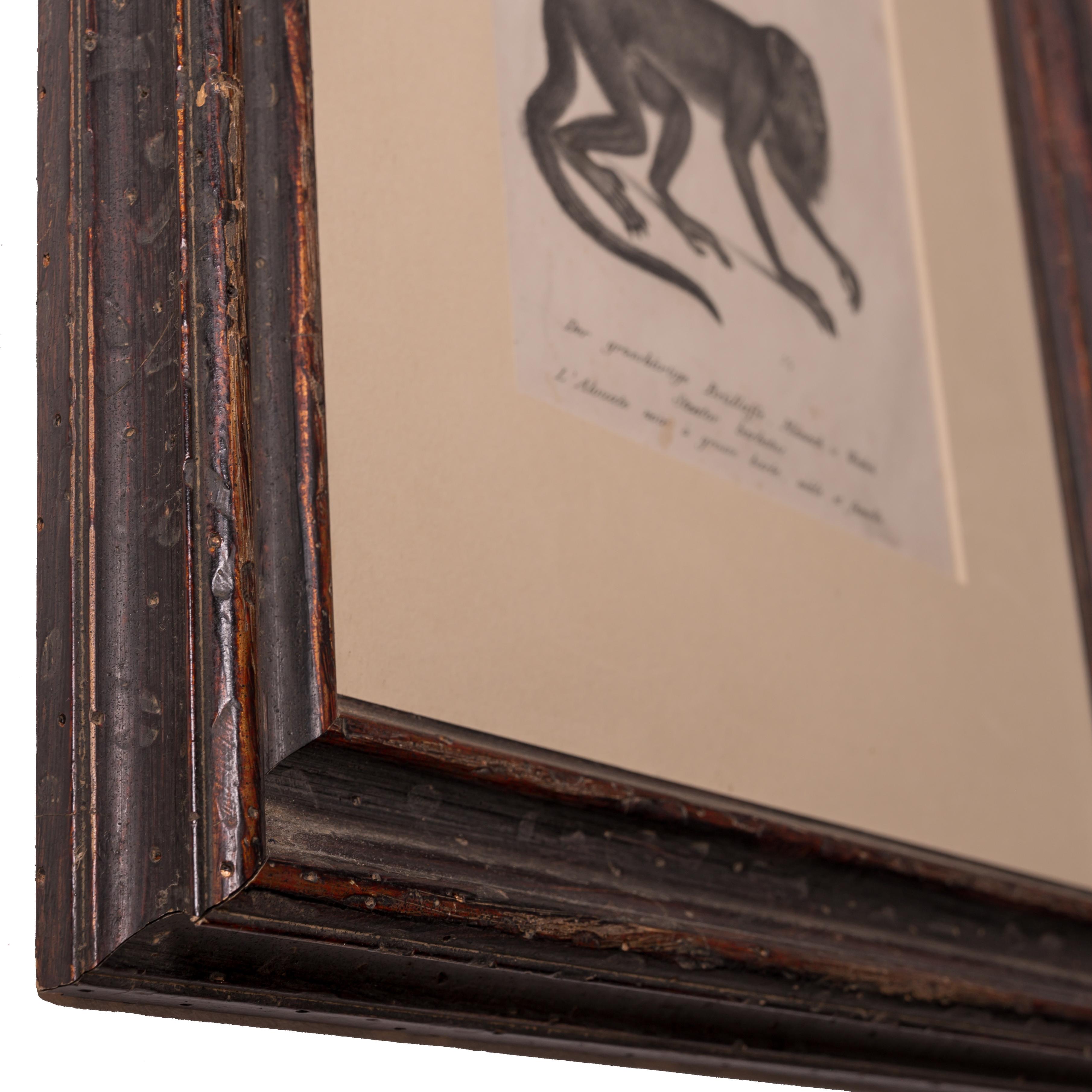 Brodtmann Howler Affenlithographie mit Affenmotiv, 1827 im Zustand „Gut“ im Angebot in Savannah, GA