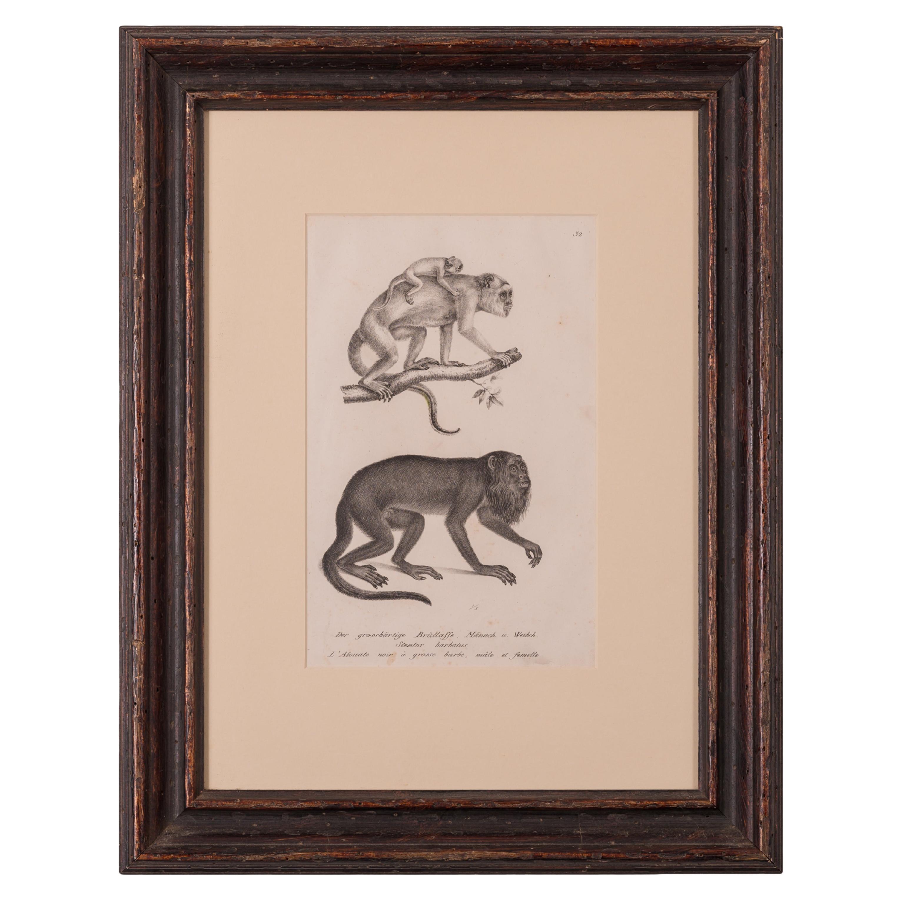 Litografia della scimmia urlatrice di Brodtmann, 1827
