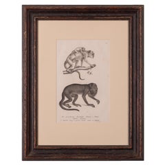 Brodtmann Howler Monkey Lithograph, 1827