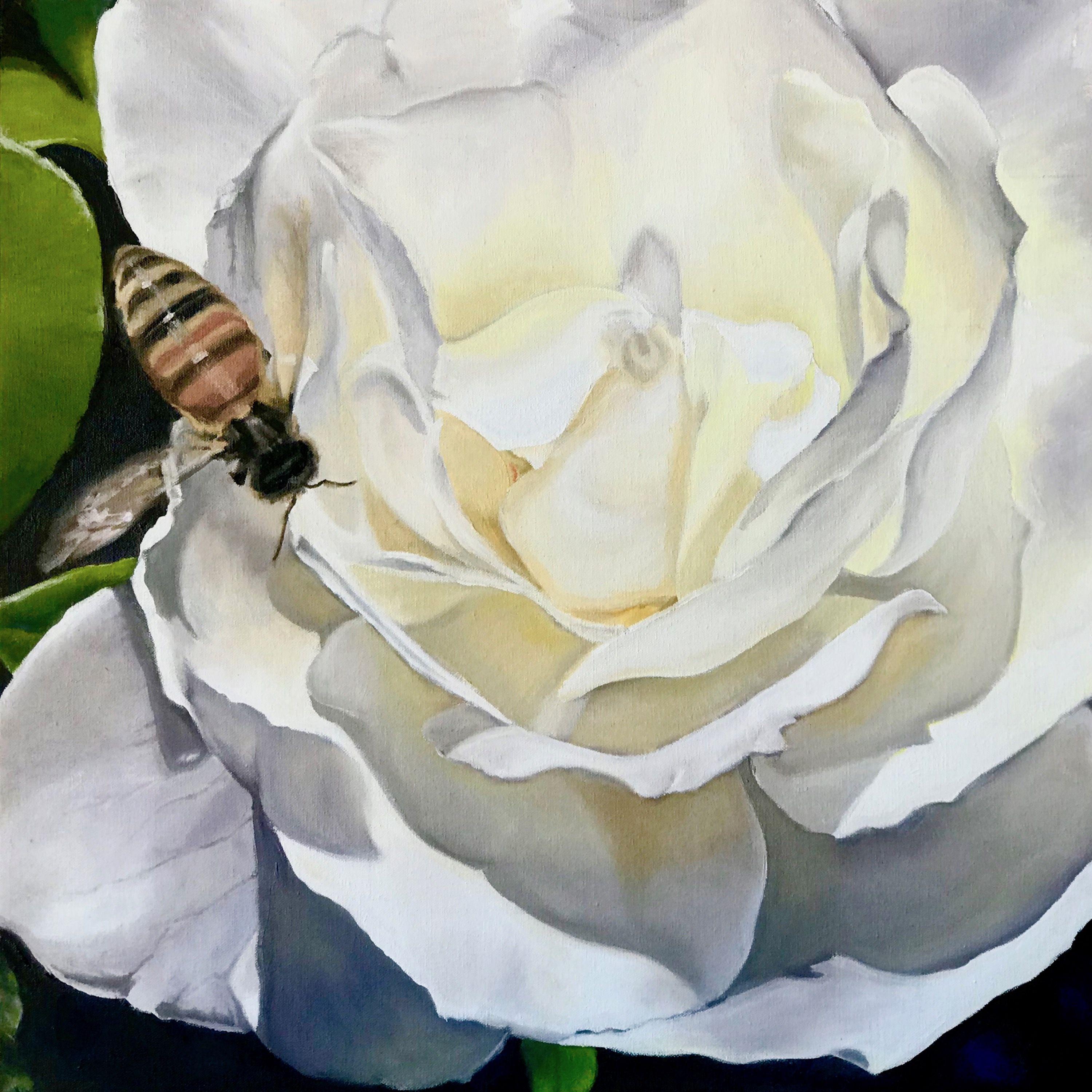 This white tea rose (John F. Kennedy) offers itself up to be pollinated and to feed a ready and willing honey bee. This primordial exchange of favor for favor is a small miracle of every summer day. They do a dance of survival and mutual