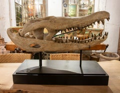 Sculpture de tête de crocodile en bronze sur une base noire