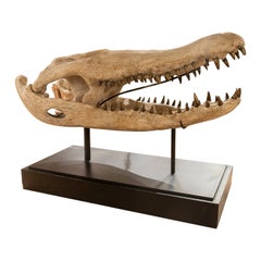 Bronze Crocodile Head Sculpture on a Black Base