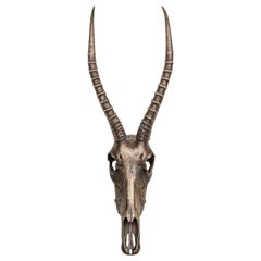 Decorative Bronze Impala Skull for table accent or wall mount