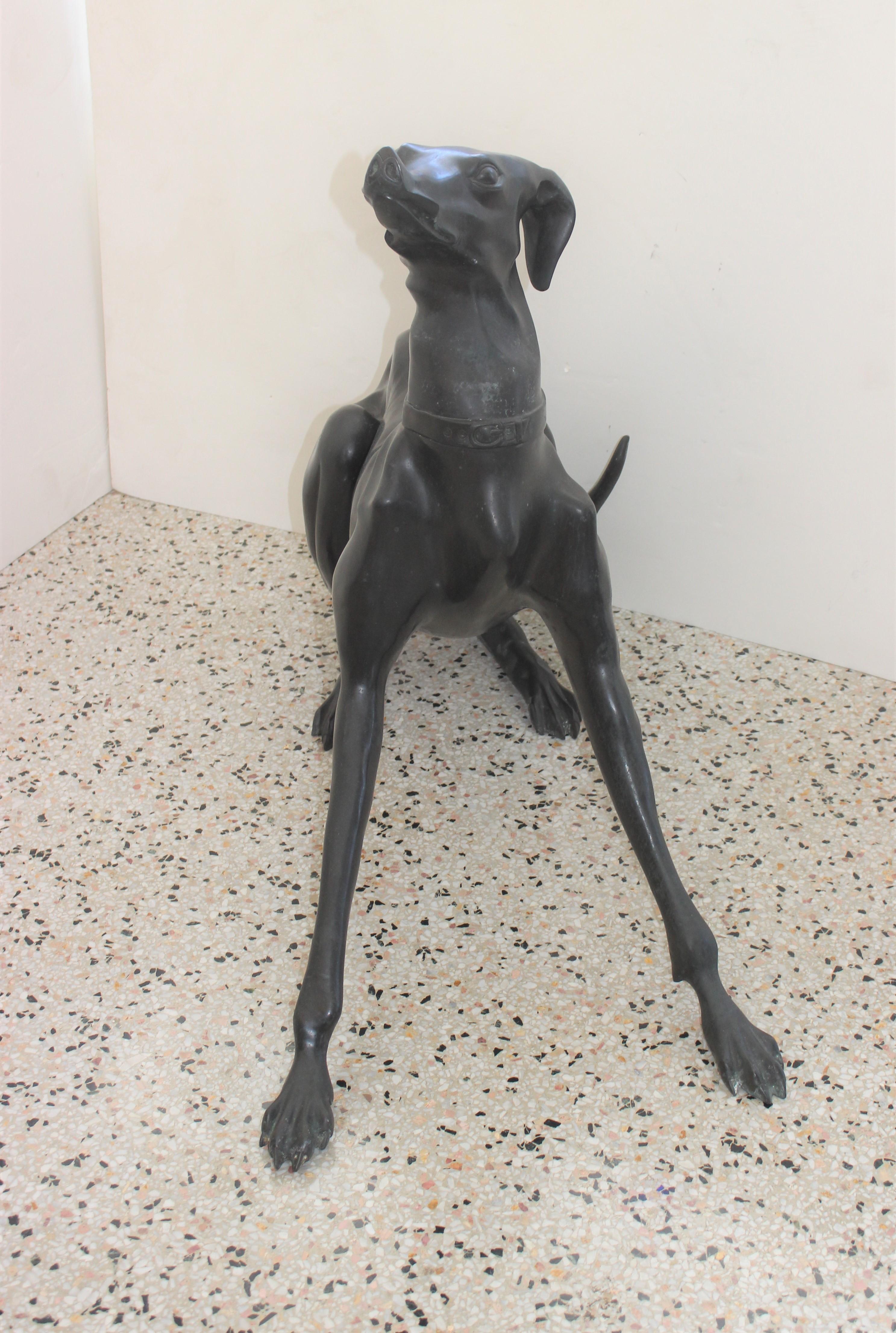 Bronzeskulptur eines italienischen Windhundes - für den Innen- oder Außenbereich - im Großformat aus einem Nachlass in Palm Beach. Maße: 31