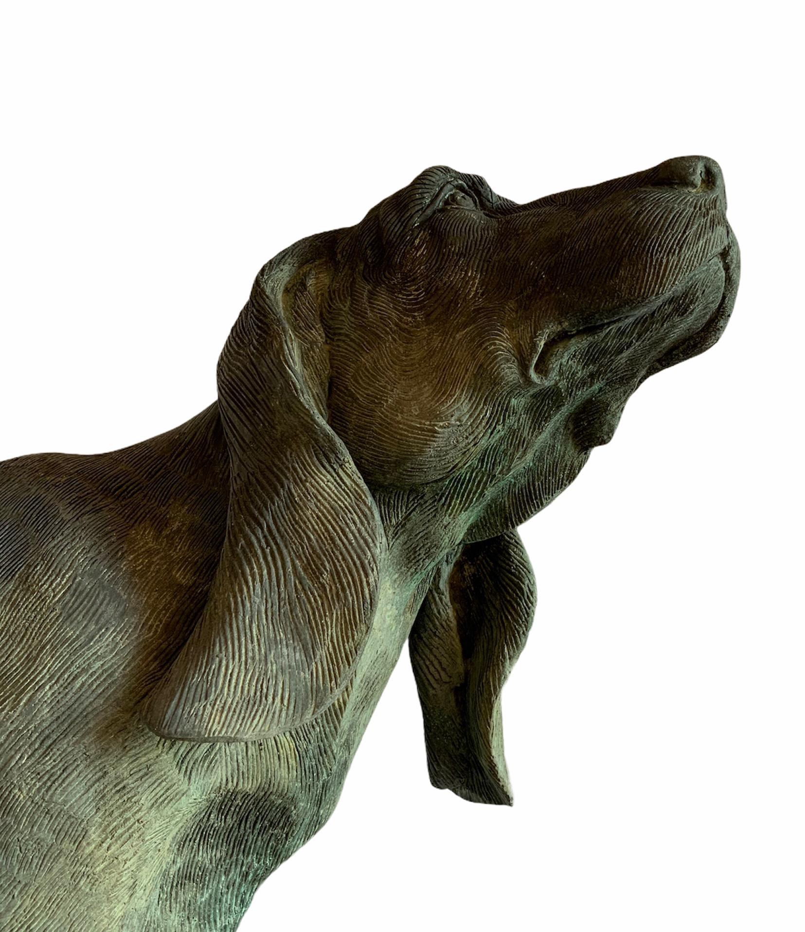 This is an almost real life size heavy patinated bronze of possible Braco Italiano or Black Tan Coonhound dog fountain sculpture with elevated leg or dog peeing position. The details of each part of its body are very noticeable including its long