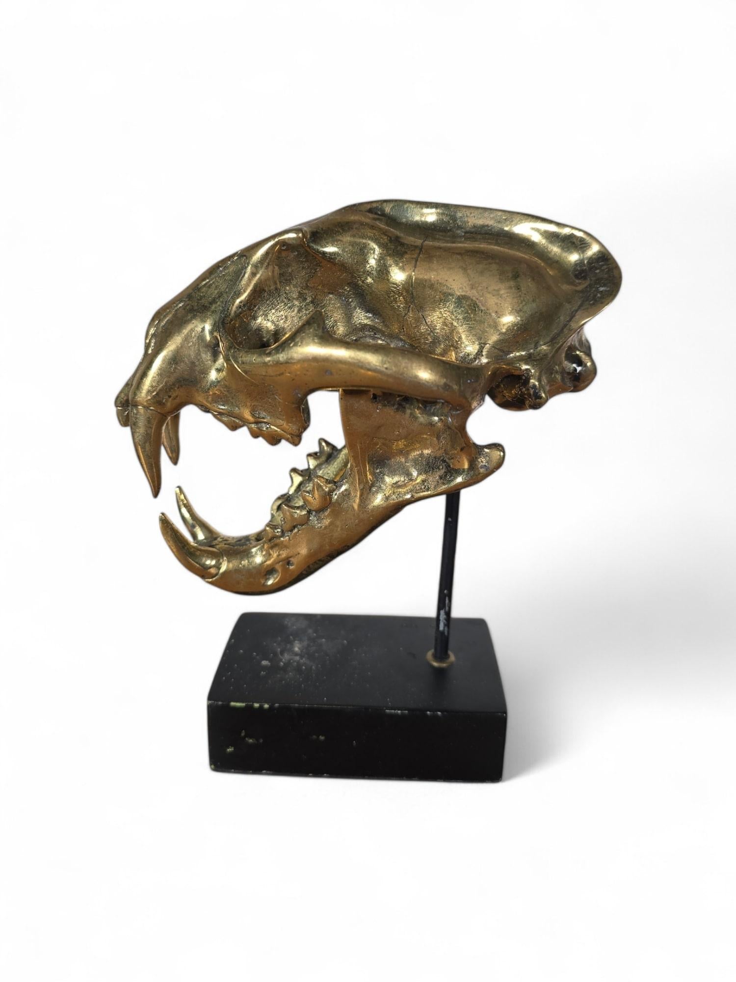 Scultura di bronzo con teschio di leone in vendita 6