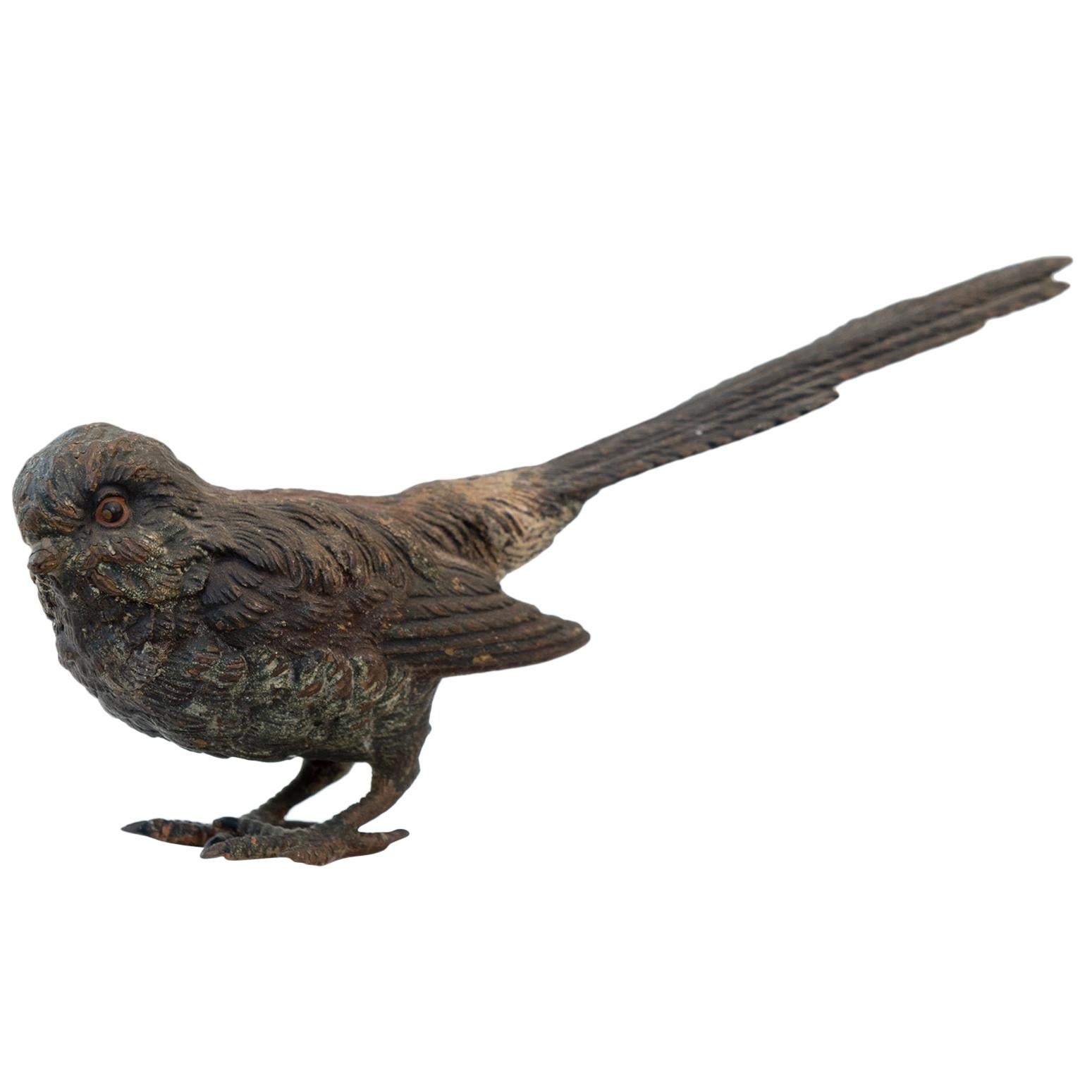 Bronze Long Tailed Brown Bird