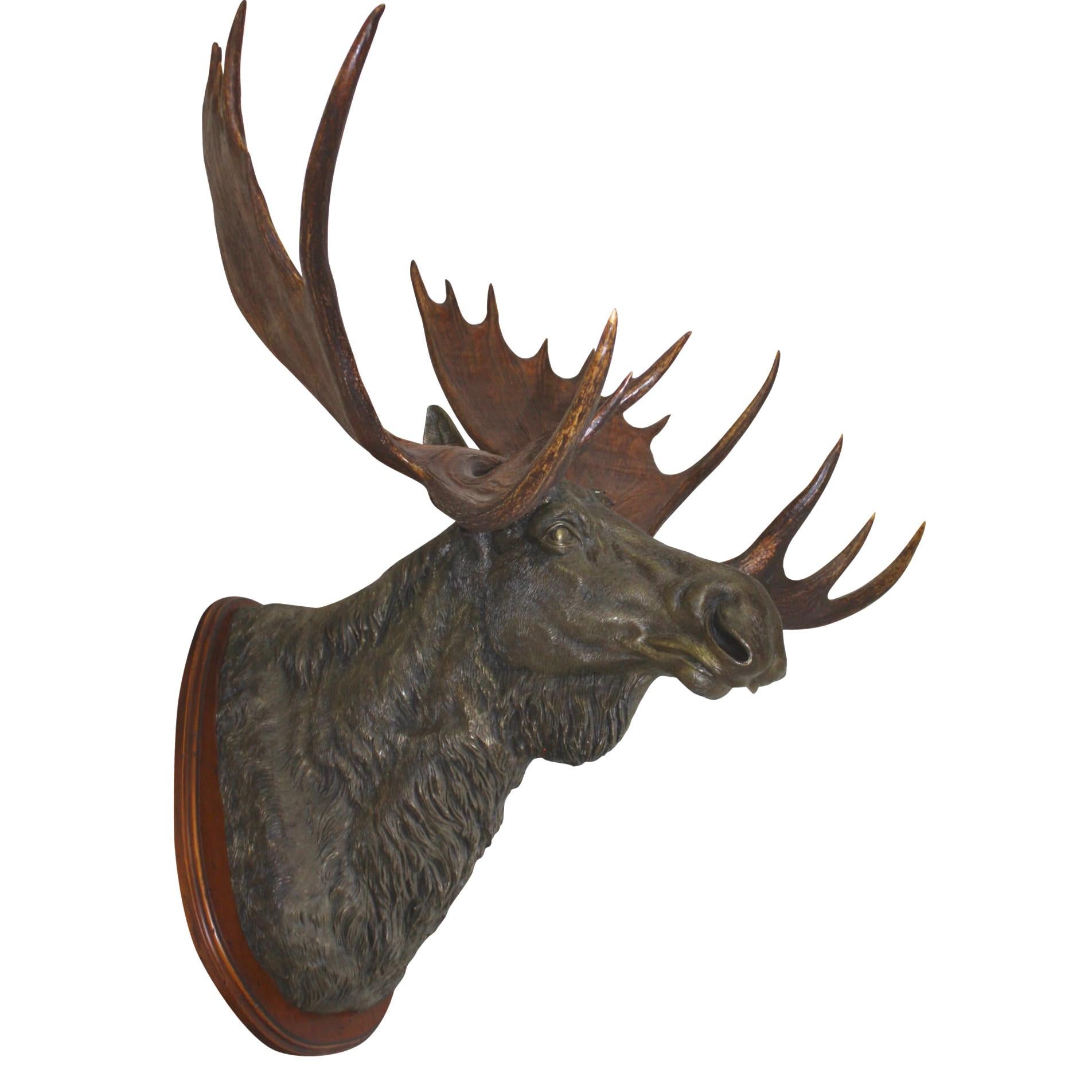 Expertly cast by artist Brad Ham, this sculpture showcases a bronze moose with American moose antlers mounted on a walnut plaque in a large, aggressive, forward facing position. Antlers were naturally shed and harvested.

