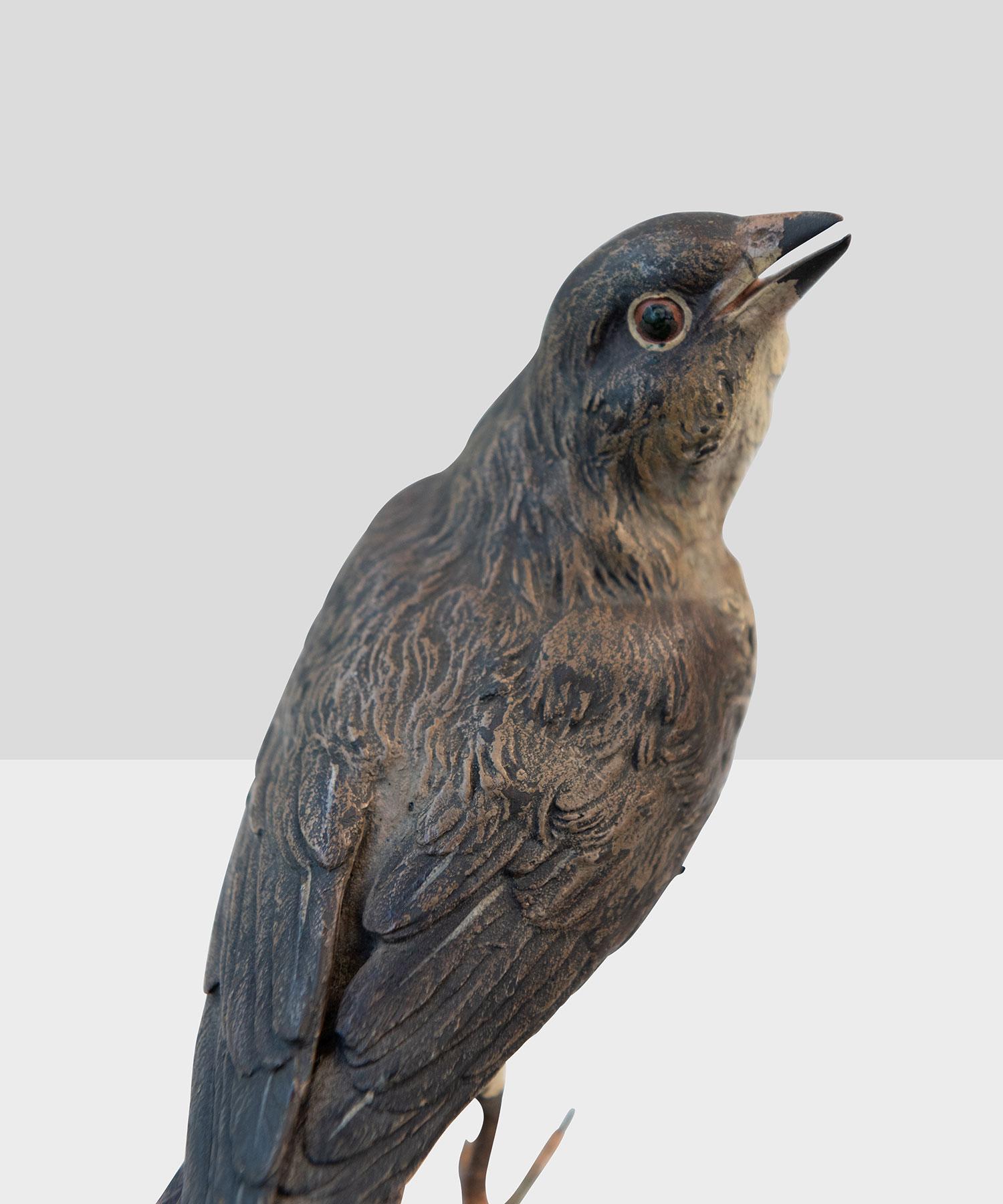 Bronze Red Tailed Wild Bird 1