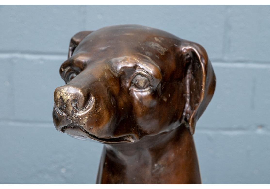 Bronze sitting life size sculpture of a greyhound dog. The dog well cast with soft facial features and ribbed and muscular body, the patina in warm Copper tones. 
Dimensions: 24