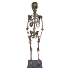 Vintage Bronze Skeleton