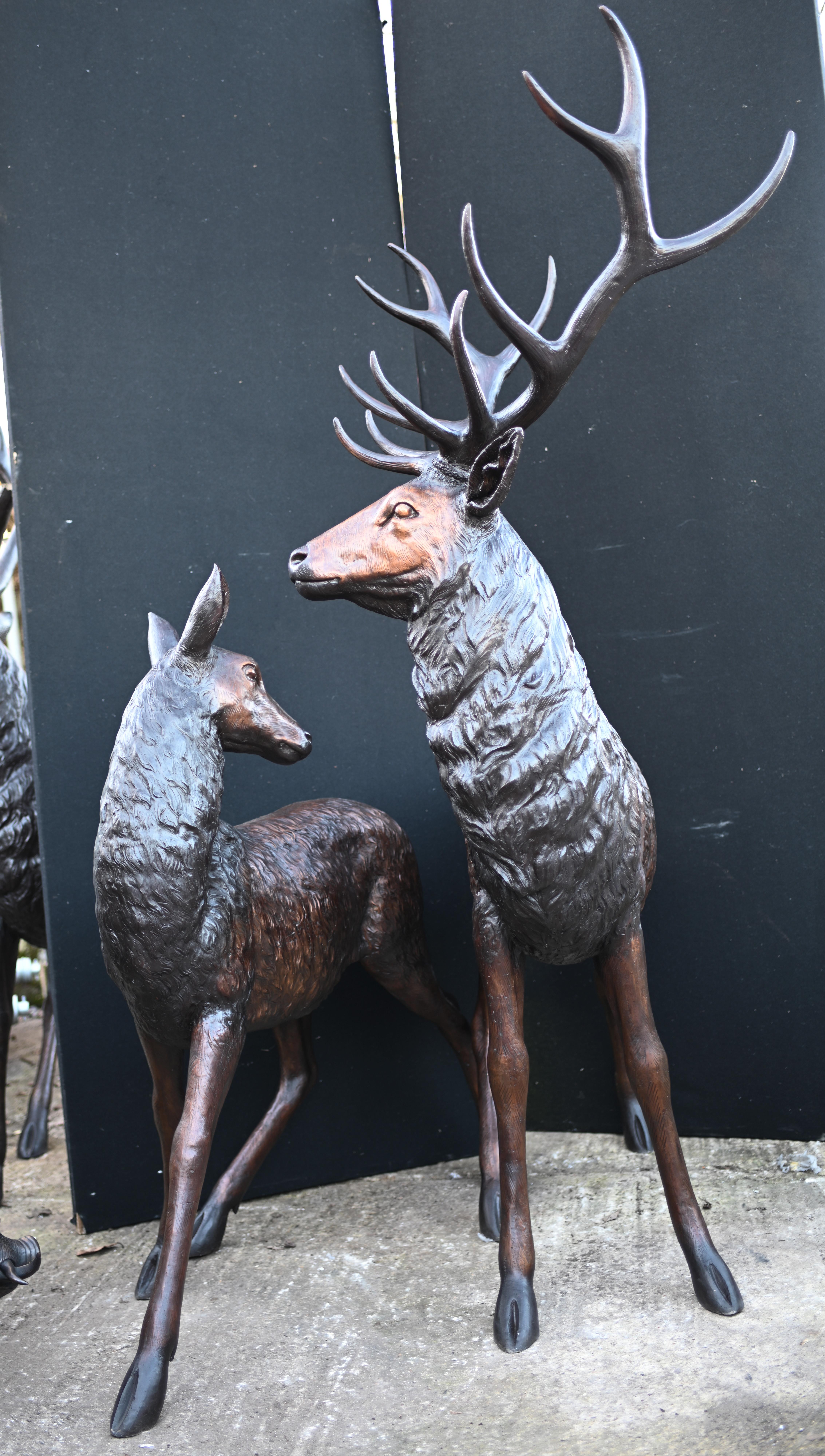 Gorgeous bronze duo of a stag and a deer
Lifesize set of Scottish Highland creatures
Wonderful patina to the bronze and the casting is superb quality
Great work a Classic piece of art perfect for the garden
Of course being bronze this can live