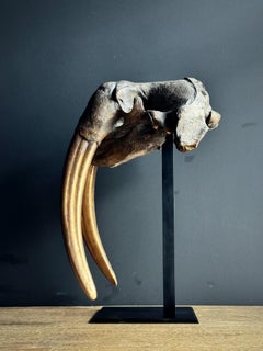 Bronze walrus skull