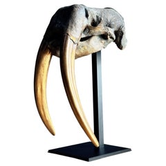 Bronze walrus skull