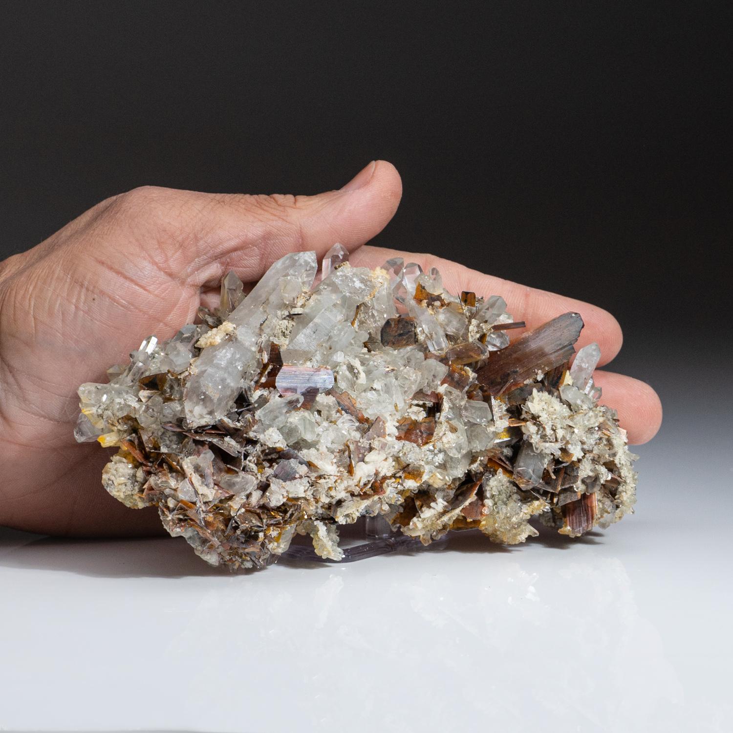 From Kharan District, Baluchistan, Pakistan

Complex crystal cluster of lustrous transparent quartz inter-grown with many thin bronze-colored brookite crystals up to 20mm. There is a large 21mm fully terminated brookite crystal centered in the
