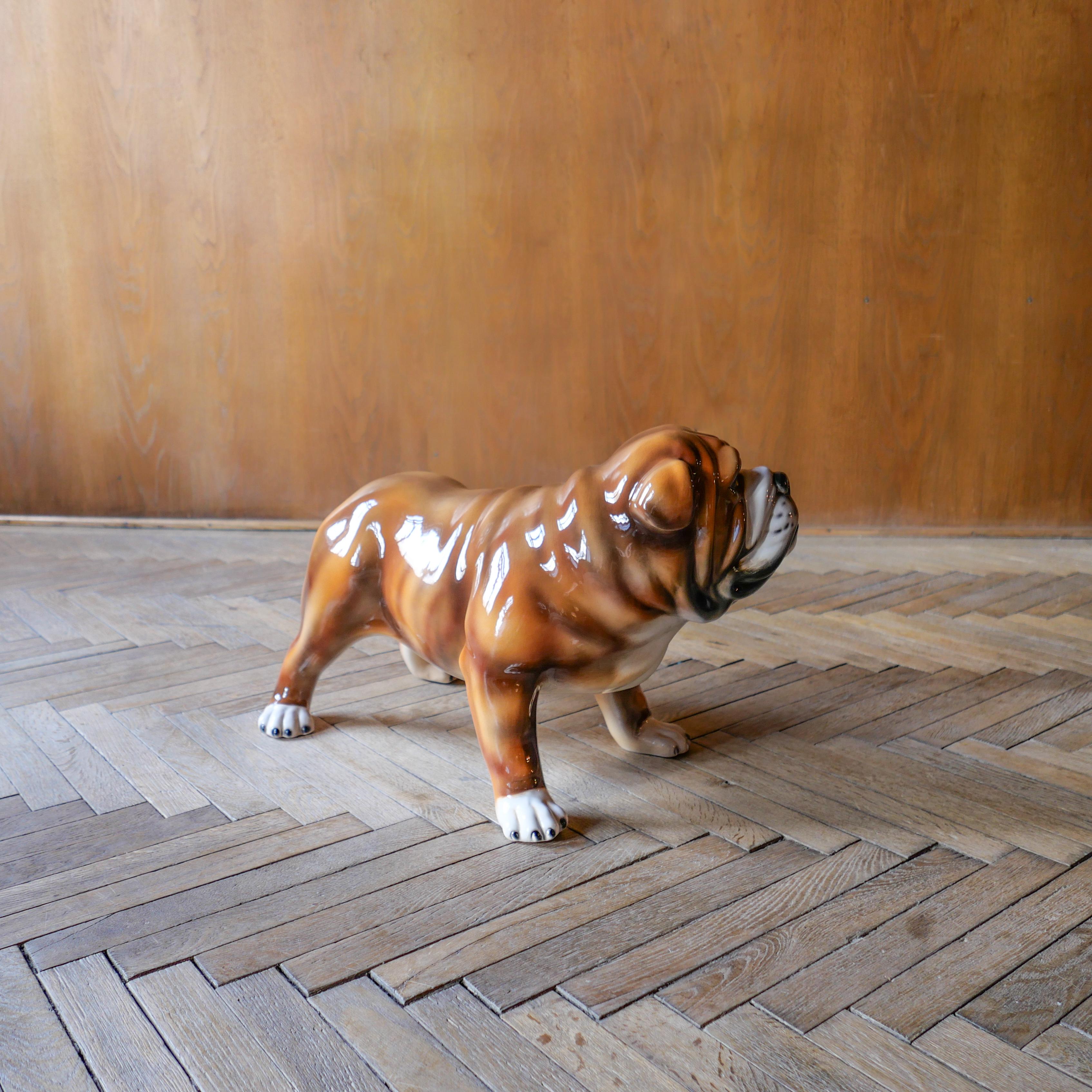 italian bulldog
